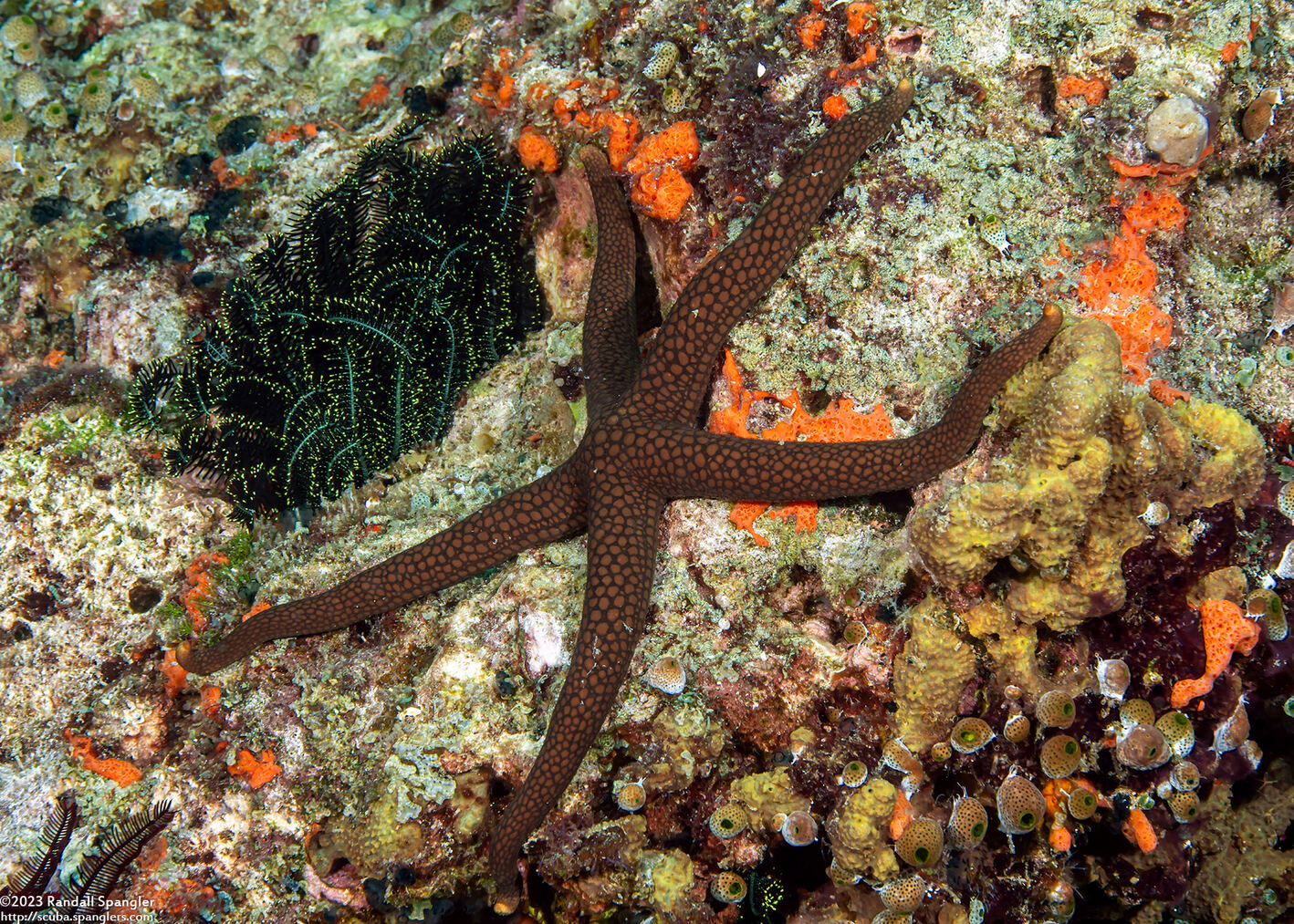 Nardoa galatheae (Brown Mesh Sea Star)
