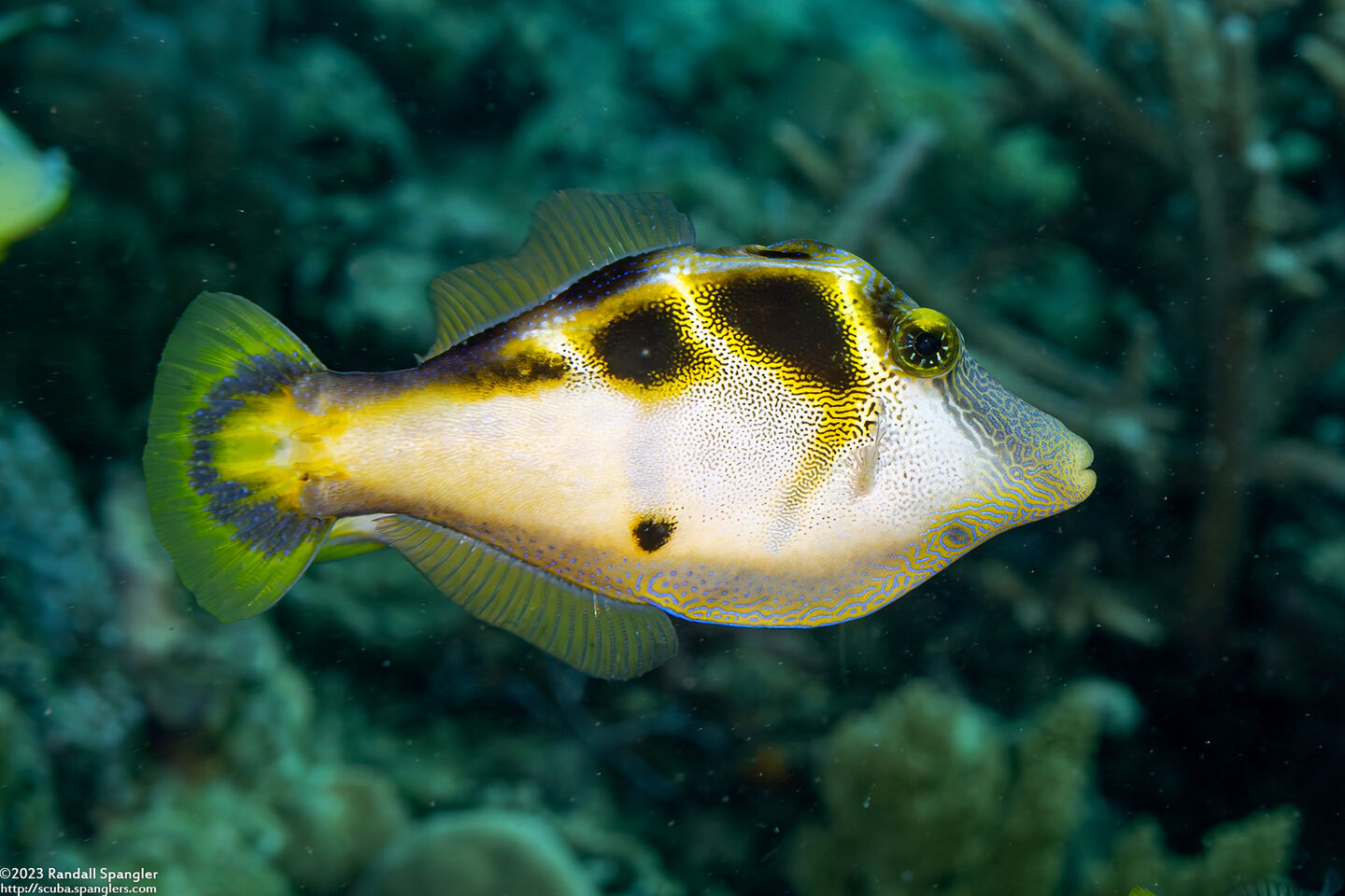 Paraluteres prionurus (Mimic Filefish)