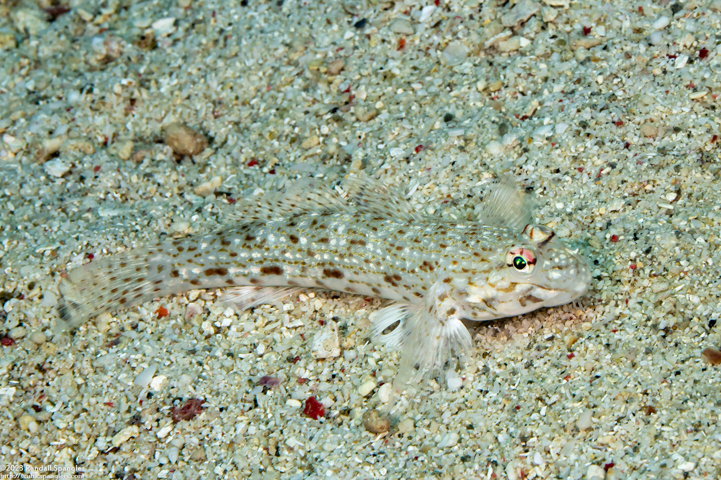 Istigobius decoratus (Decorated Sandgoby)