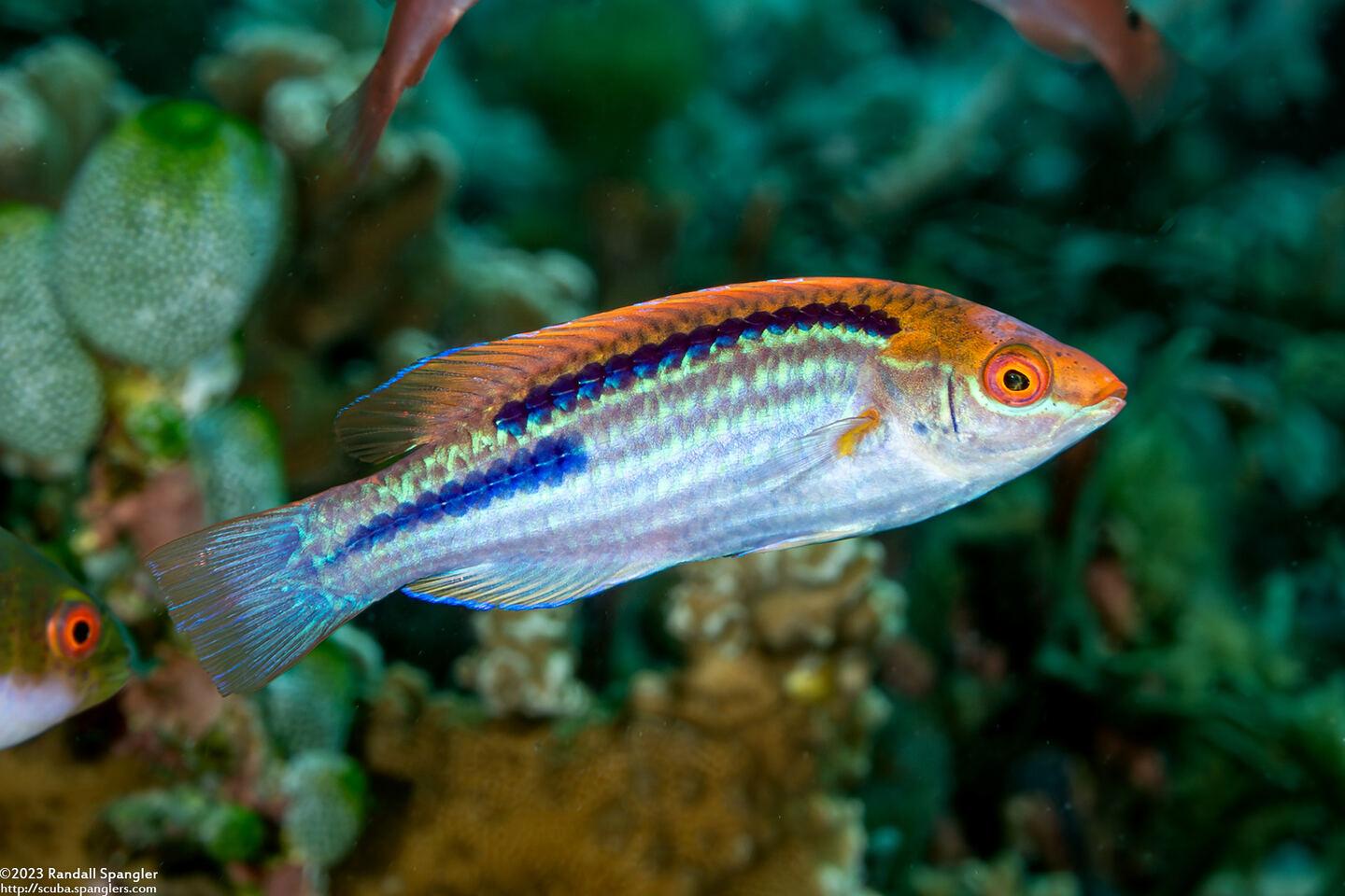 Cirrhilabrus lubbocki (Yellowback Fairy Wrasse)