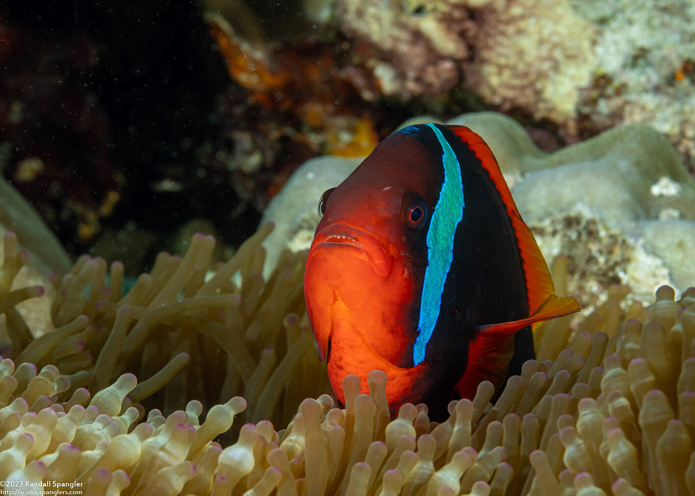 Amphiprion frenatus (Tomato Anemonefish)