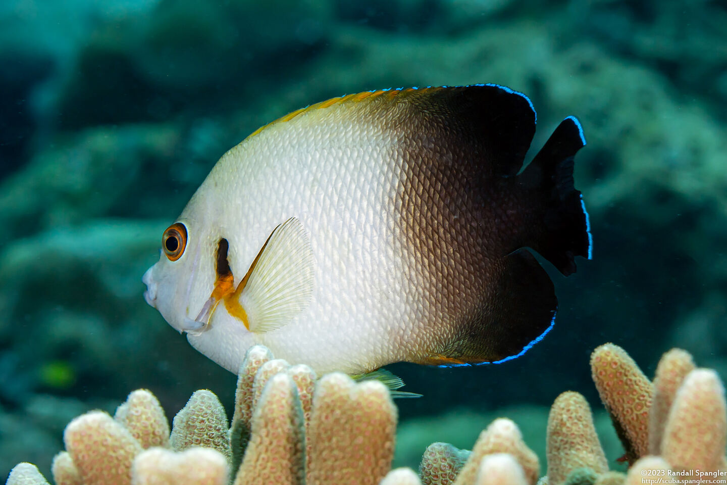 Centropyge vroliki (Pearl-Scaled Angelfish)
