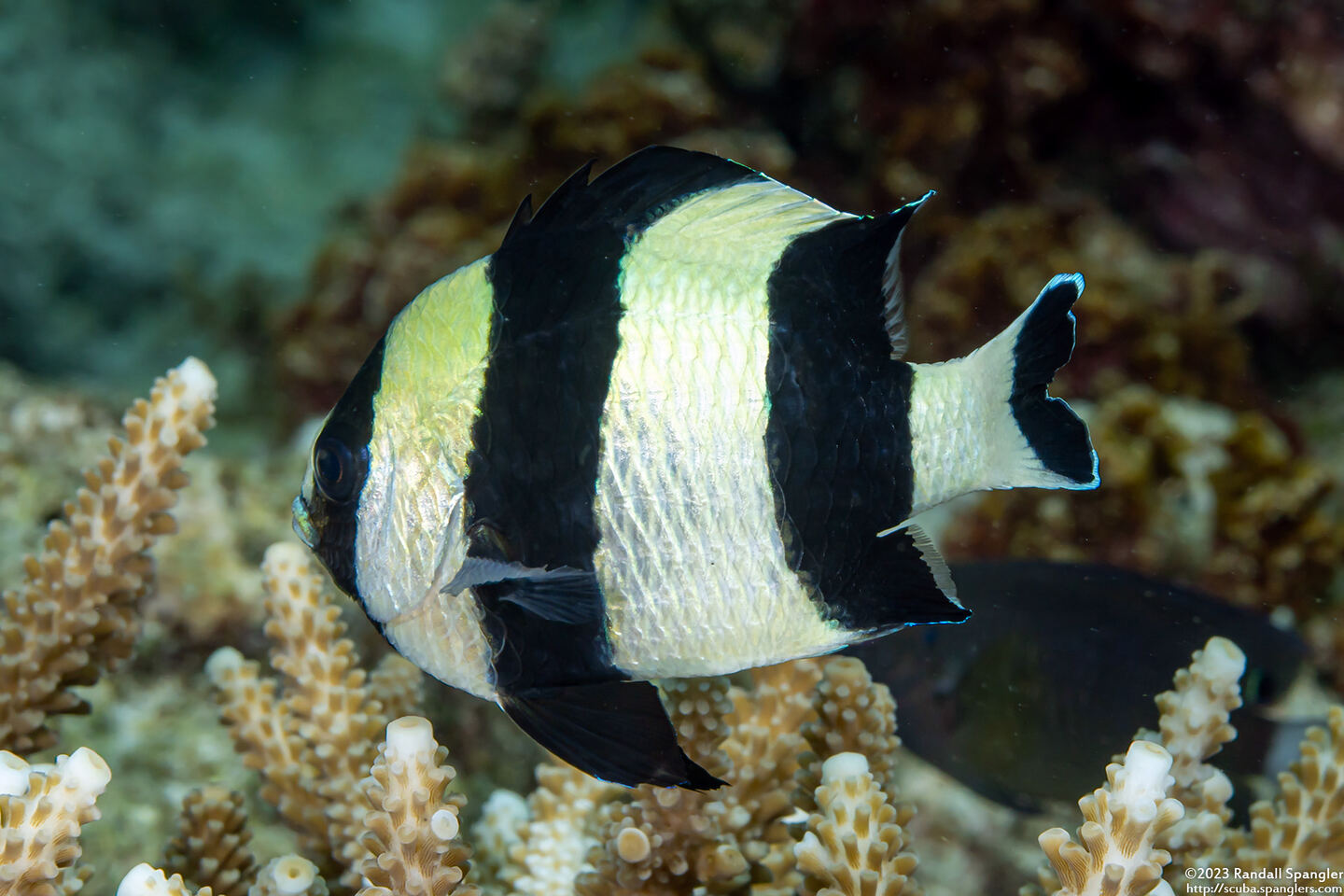 Dascyllus melanurus (Blacktail Dascyllus)