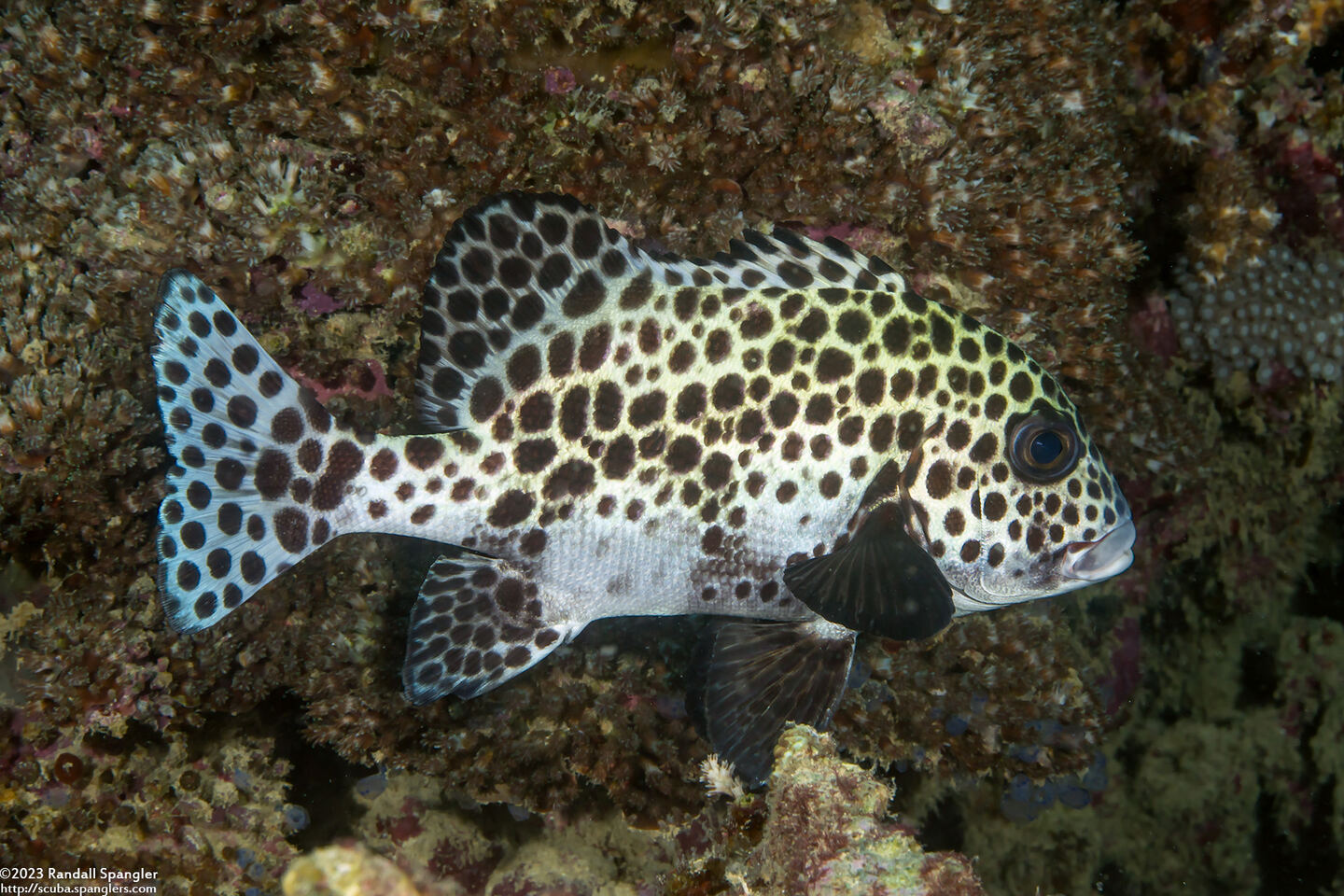 Plectorhinchus chaetodonoides (Many-Spotted Sweetlips)