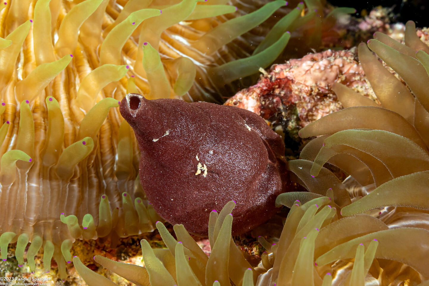 Heteropia minor (Heteropia Minor)