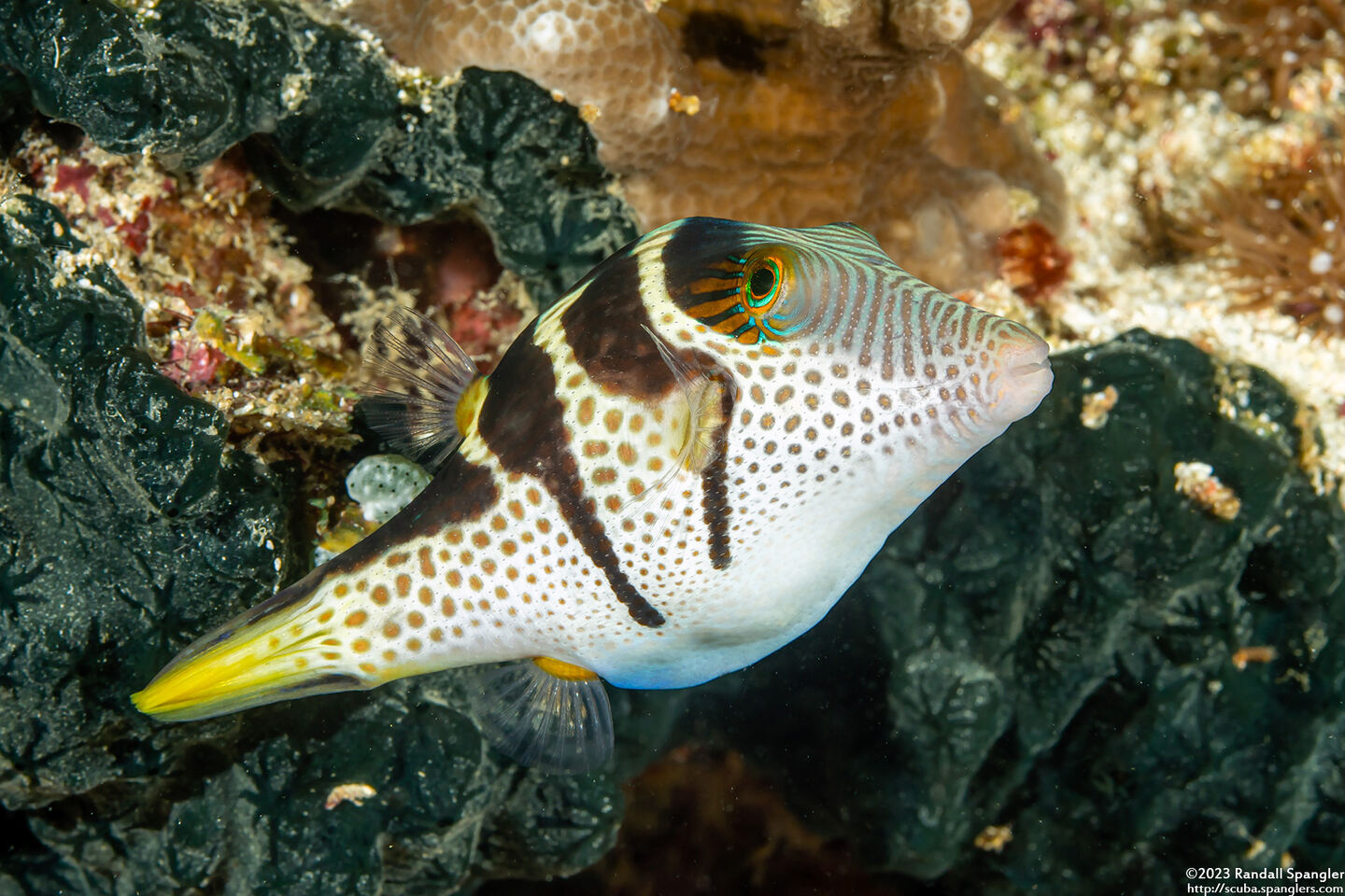 Canthigaster valentini (Black-Saddled Toby)