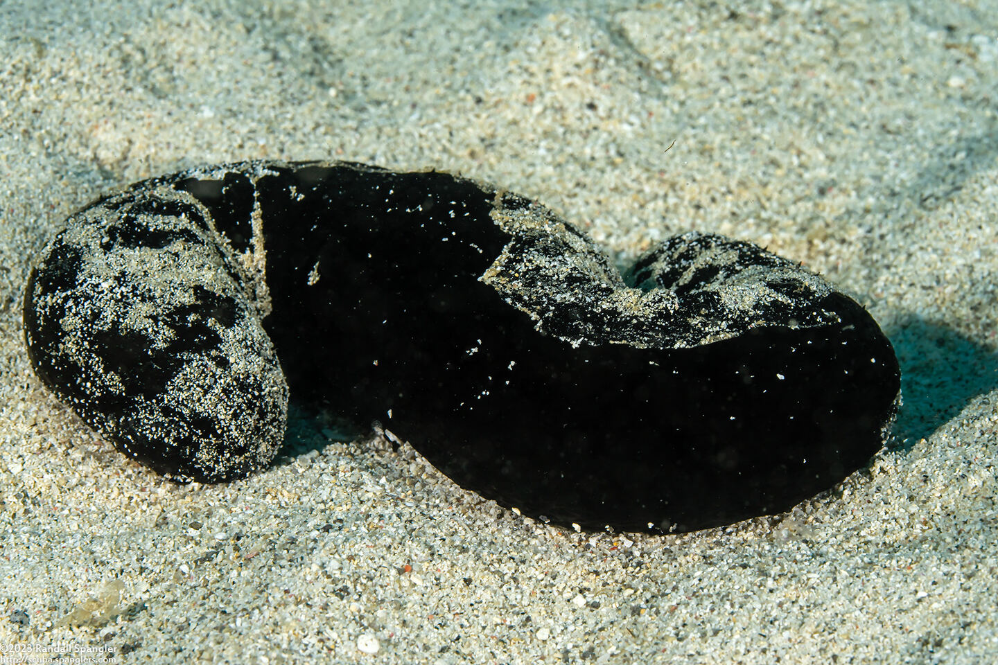 Actinopyga palauensis (Panning's Black Sea Cucumber)