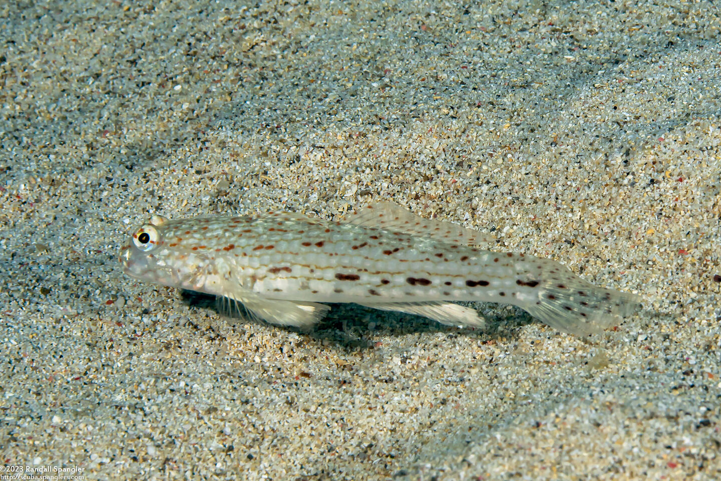 Istigobius decoratus (Decorated Sandgoby)