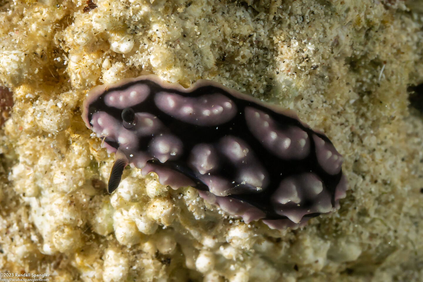 Phyllidiella pustulosa (Pustulose Phyllidia)