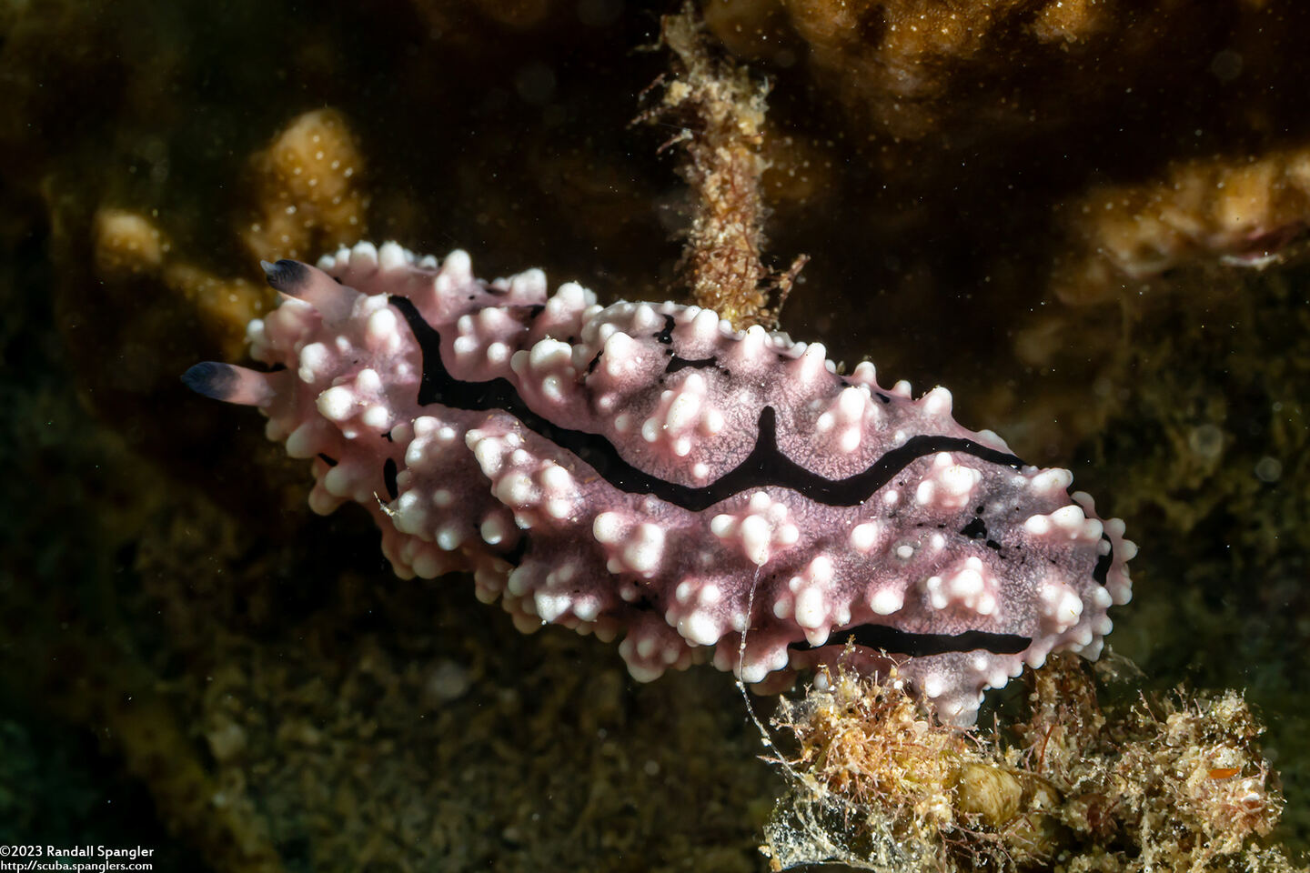 Phyllidiopsis krempfi (Phyllidiopsis Krempfi)