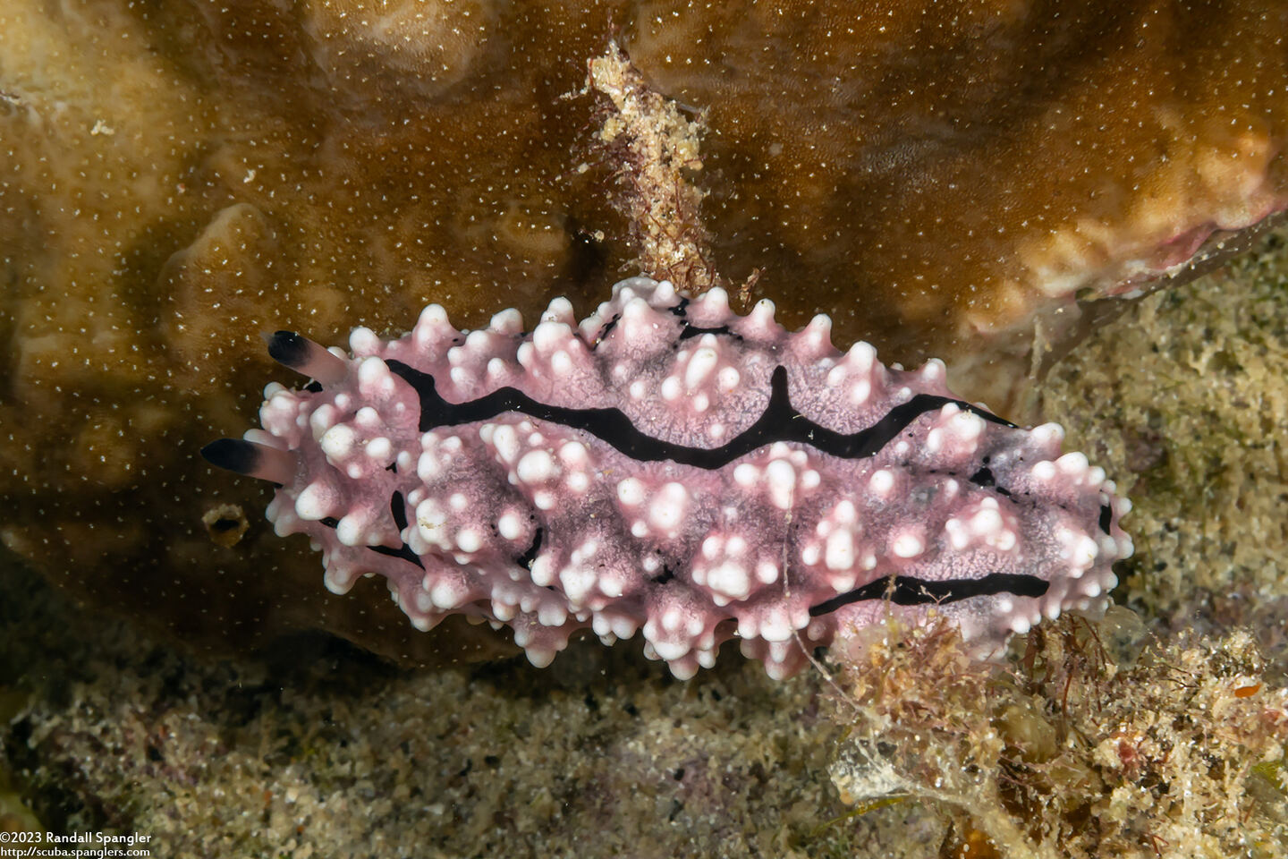 Phyllidiopsis krempfi (Phyllidiopsis Krempfi)