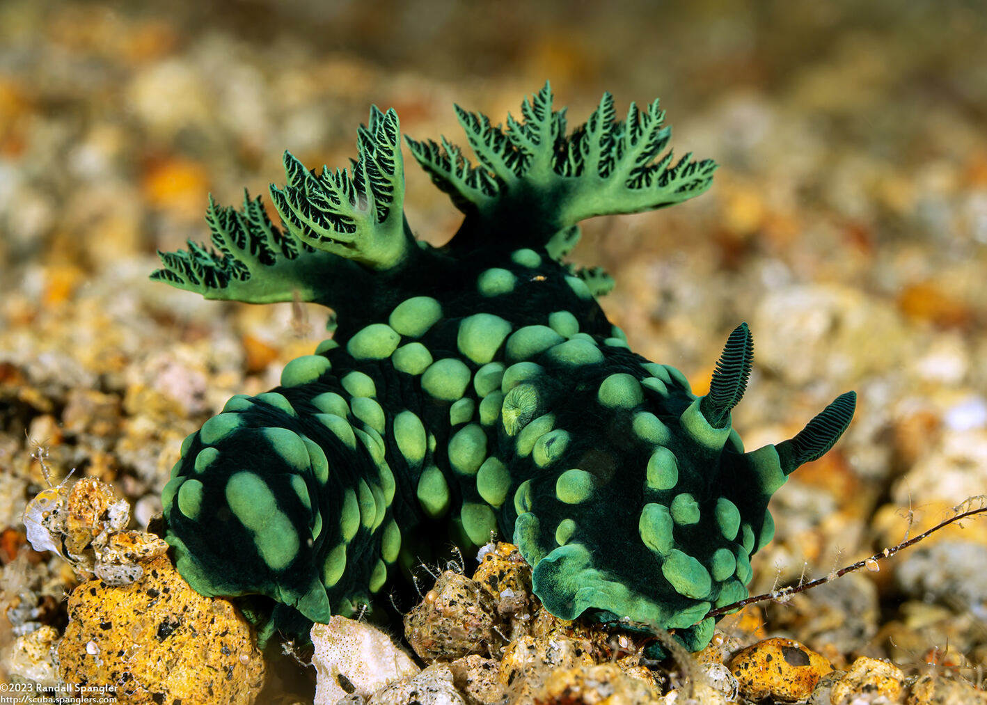 Nembrotha cristata (Crested Nembrotha)