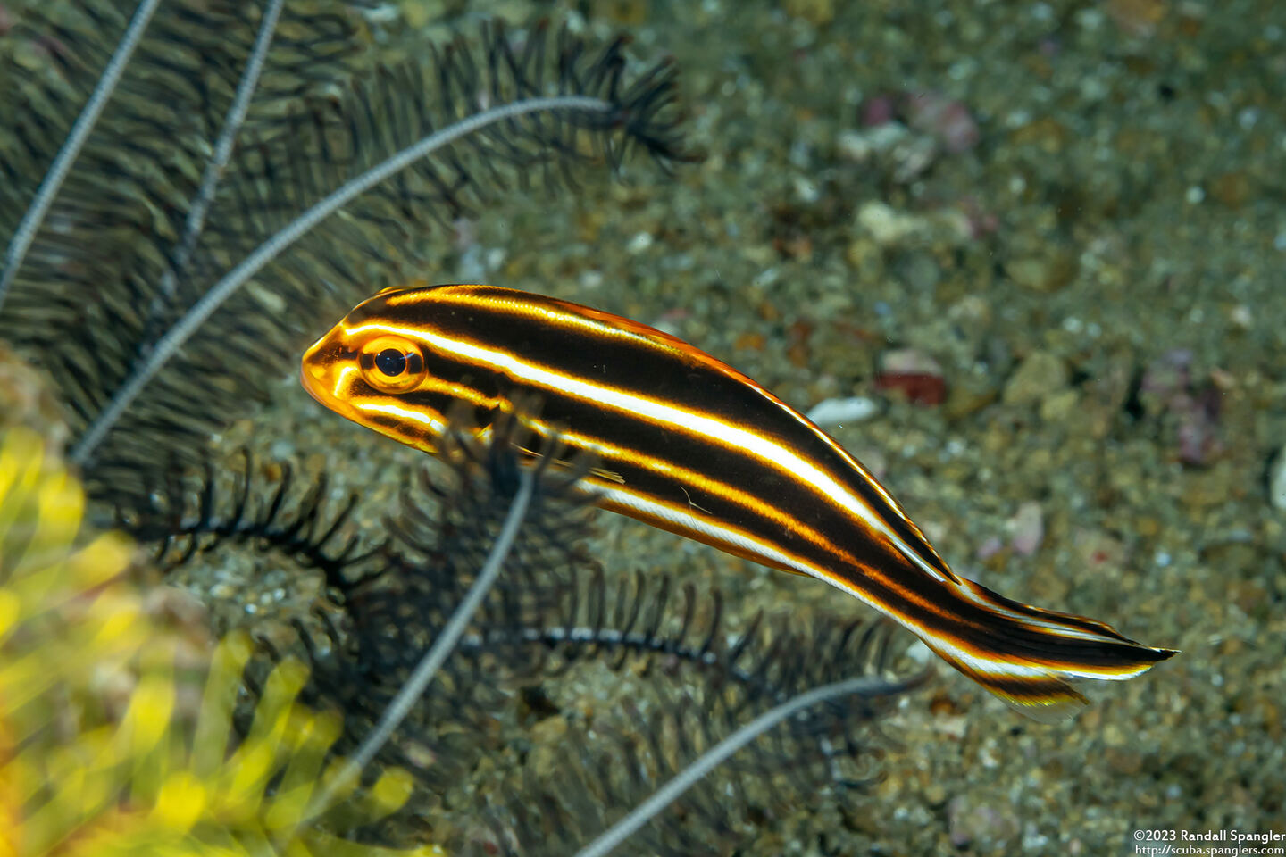 Plectorhinchus polytaenia (Ribbon Sweetlips)