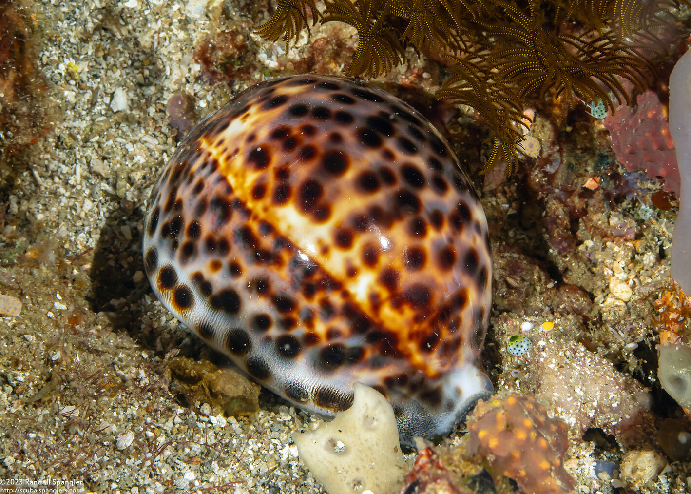 Cypraea tigris (Tiger Cowry)