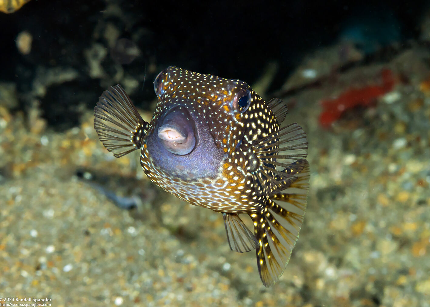 Ostracion meleagris (Spotted Boxfish)