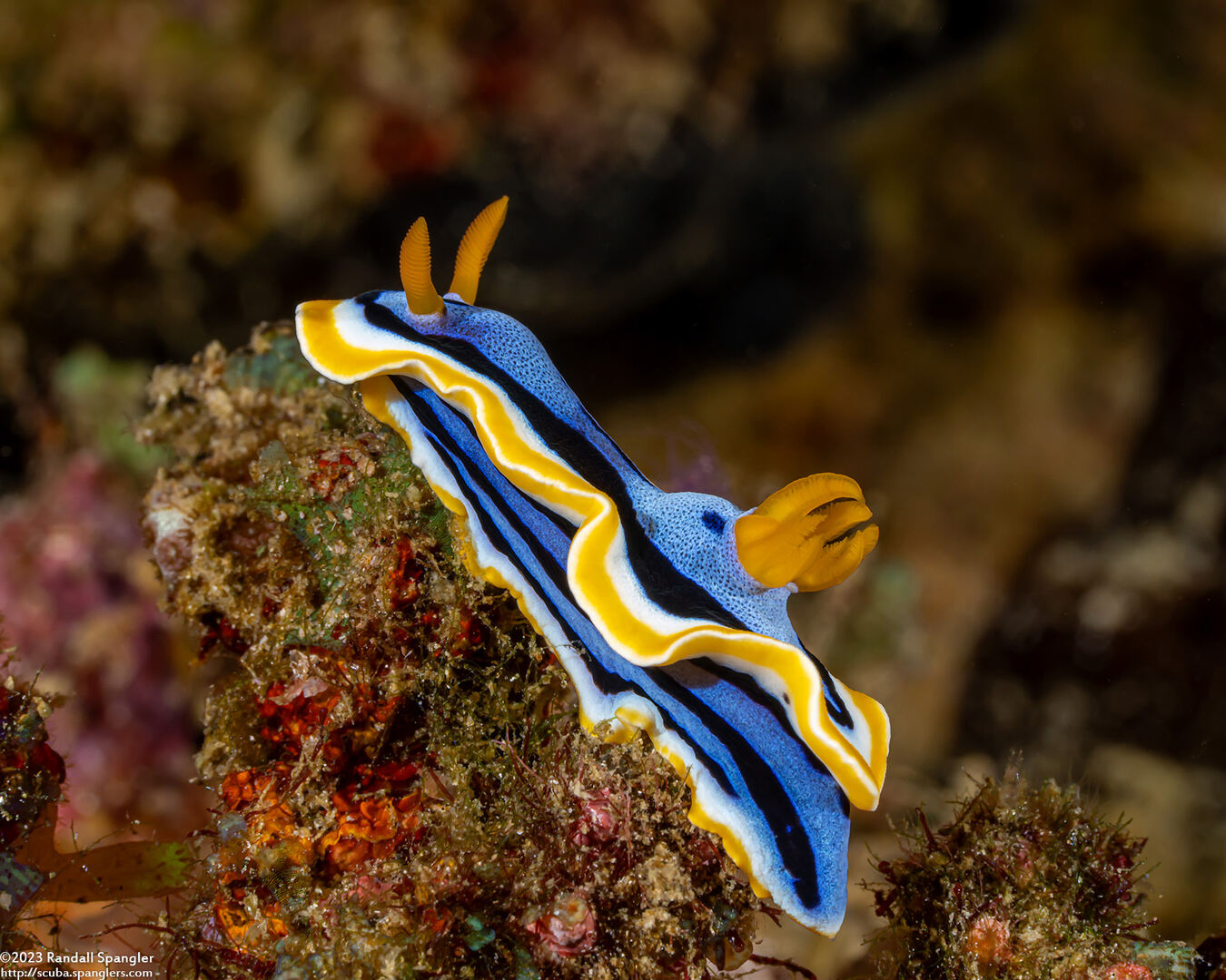 Chromodoris annae (Anna's Chromodoris)