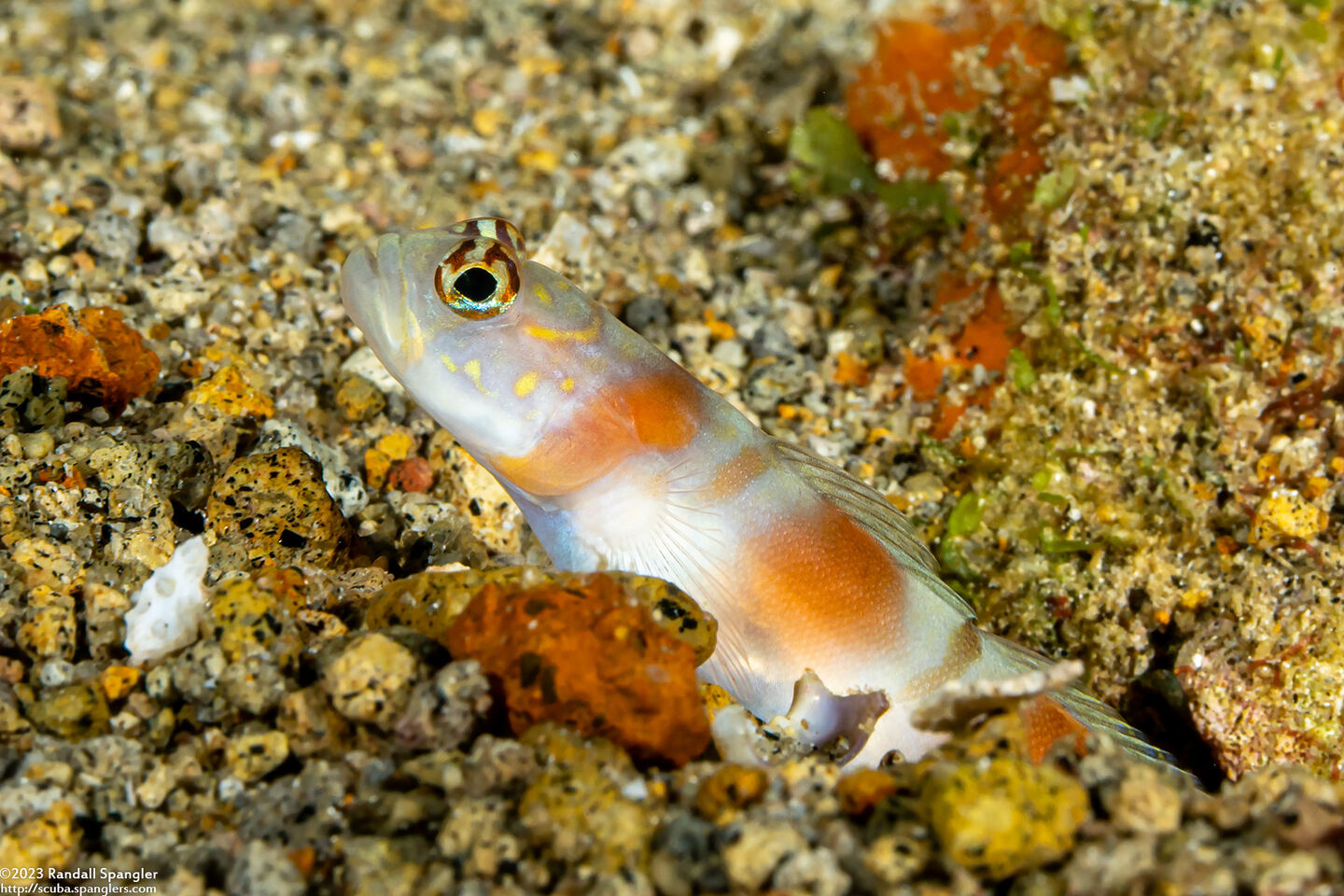 Amblyeleotris yanoi (Flagtail Shrimpgoby)