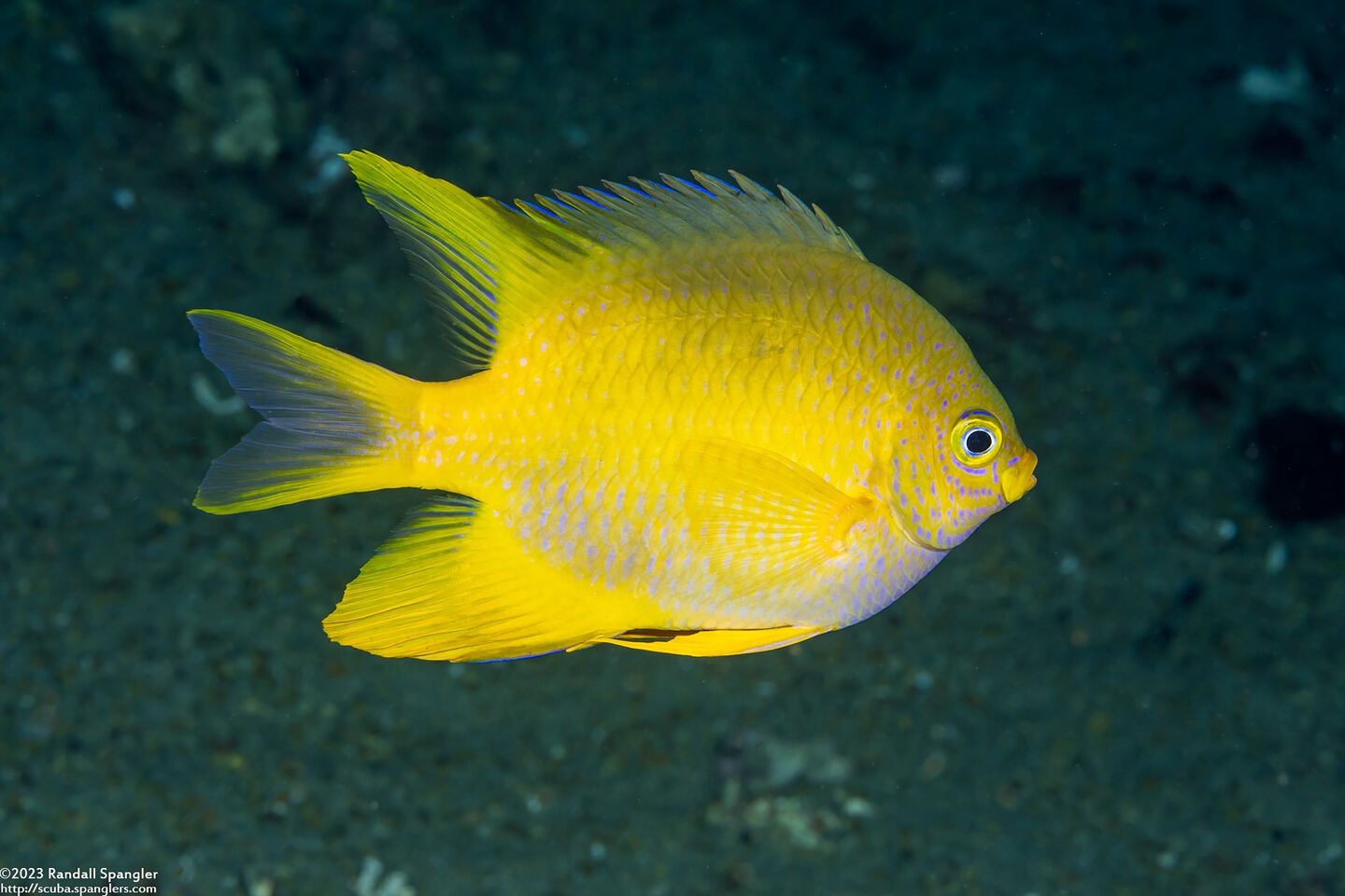 Amblyglyphidodon aureus (Golden Damsel)
