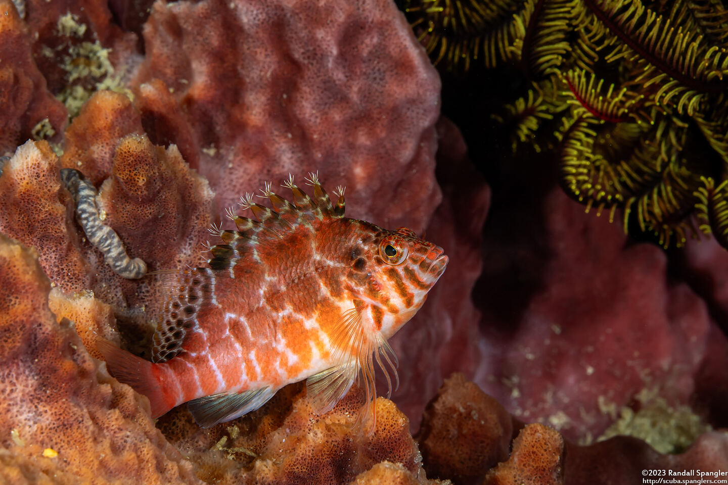 Cirrhitichthys aprinus (Threadfin Hawkfish)
