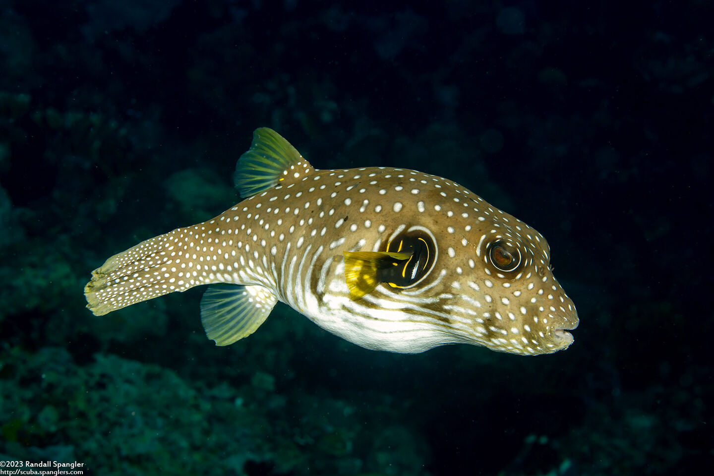Arothron hispidus (White-Spotted Puffer)