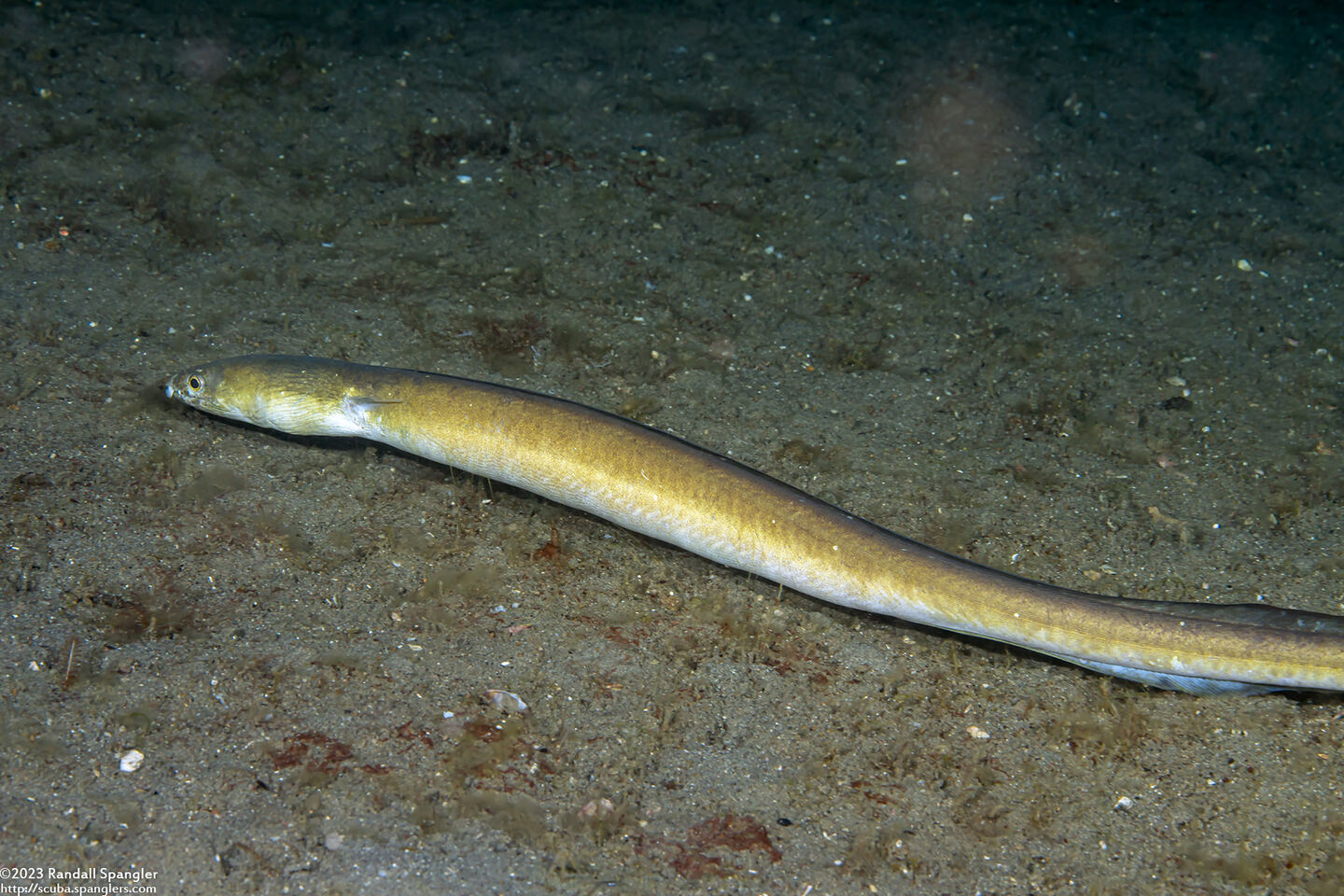 Conger cinereus (Longfin African Conger)