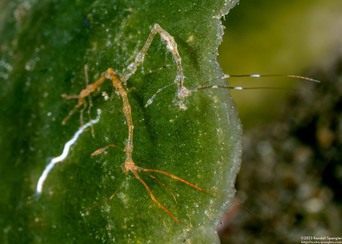 Caprella sp.1 (Skeleton Shrimp)