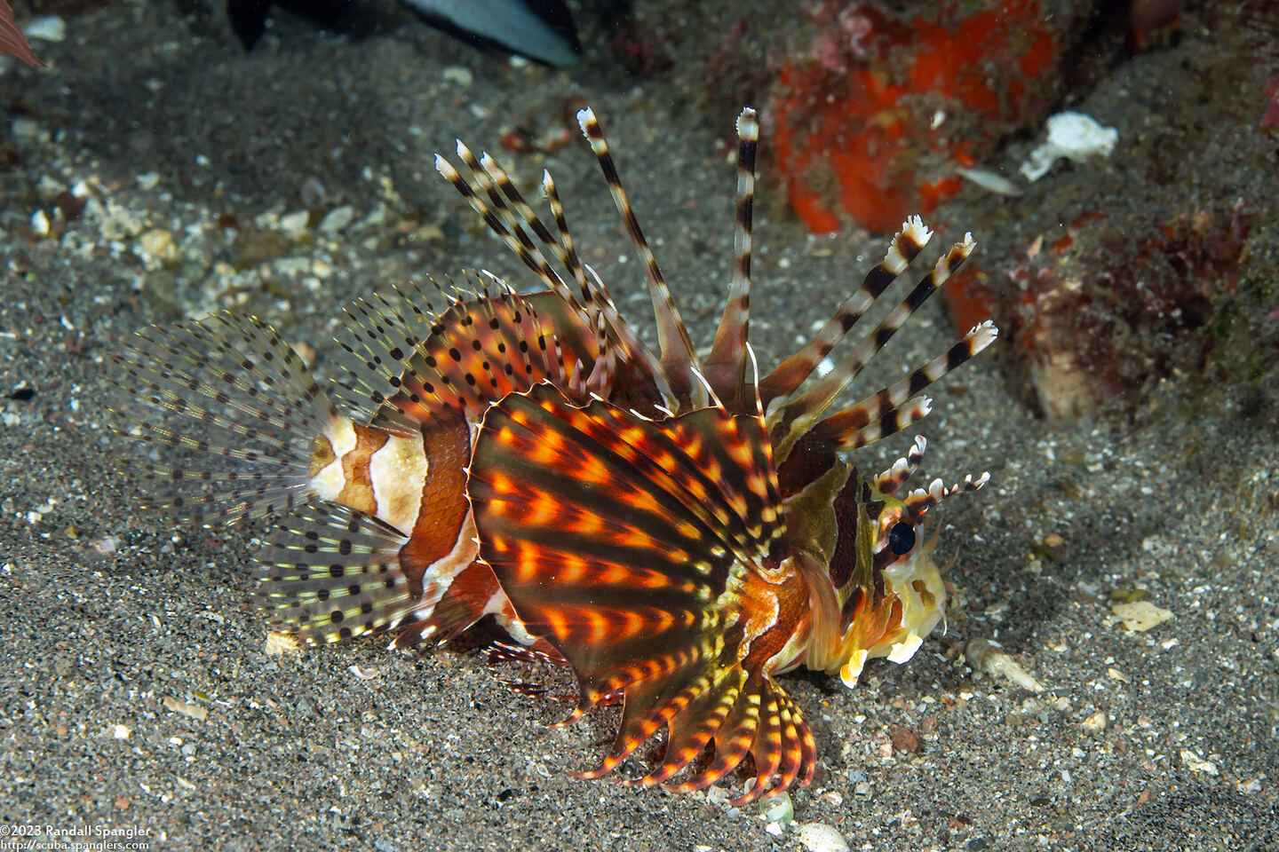 Dendrochirus zebra (Zebra Lionfish)