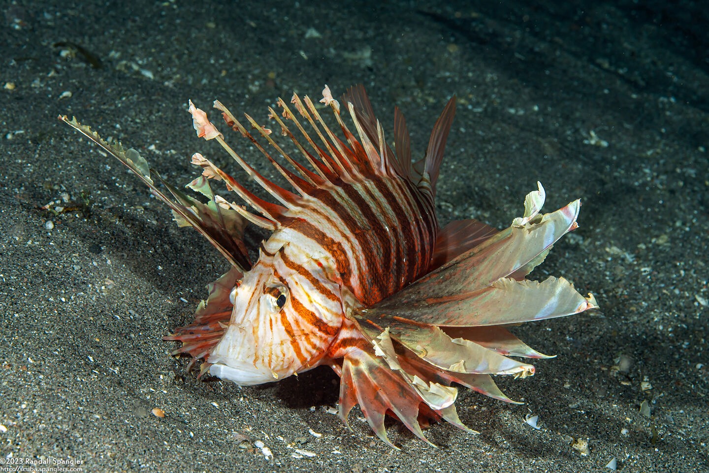 Pterois volitans (Red Lionfish)