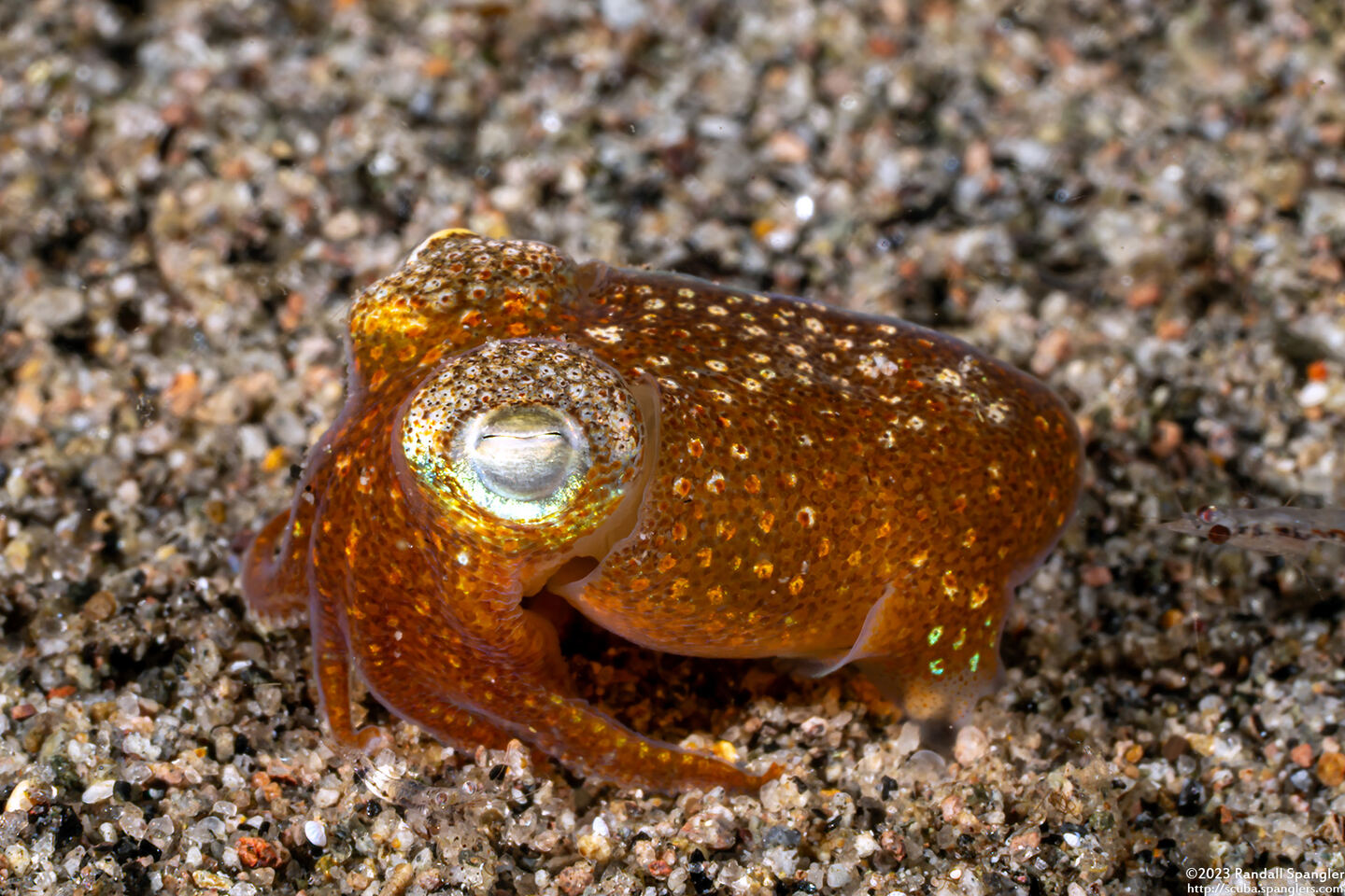 Sepiadarium kochi (Tropical Bobtail Squid)