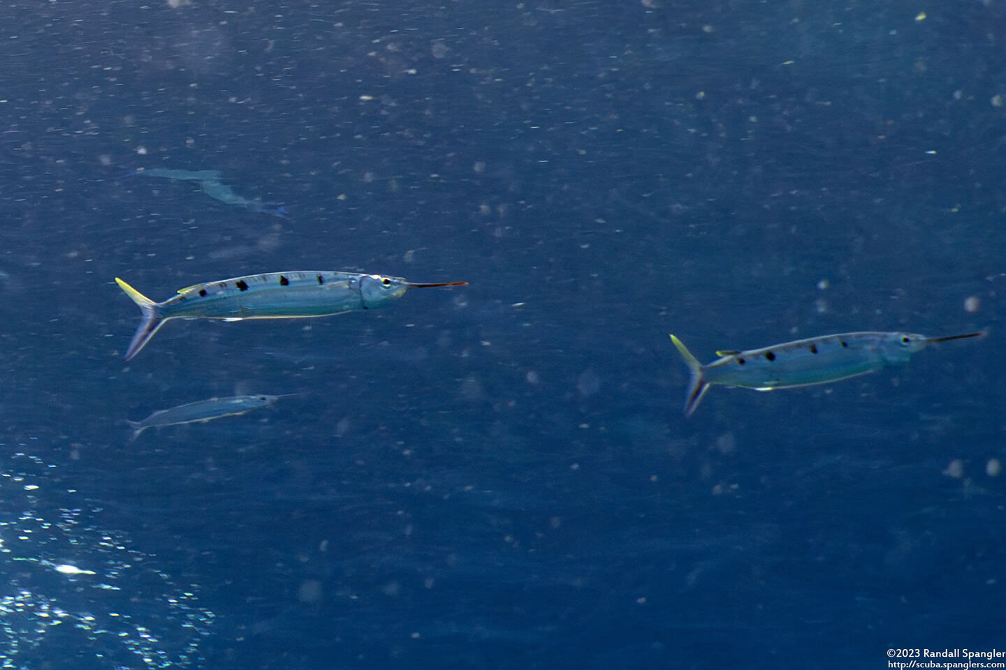 Hemiramphus far (Blackbarred Halfbeak)