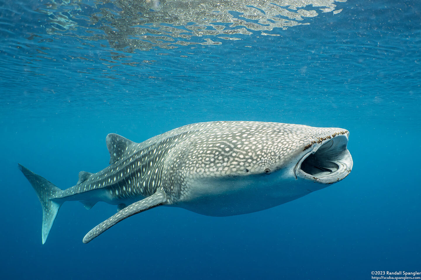 Rhincodon typus (Whale Shark)