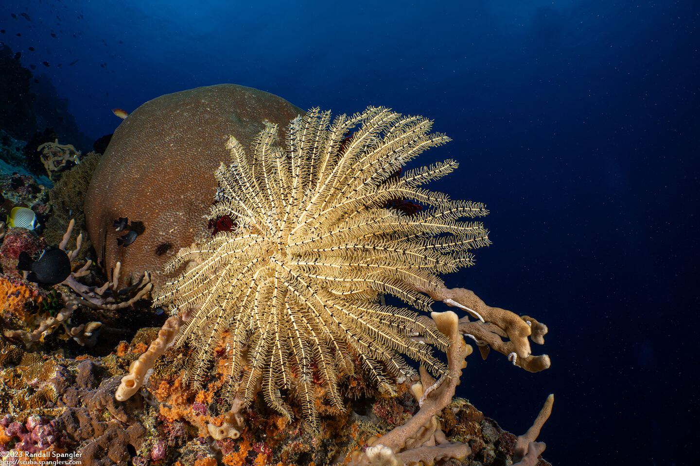 Clarkcomanthus alternans (Legless Feather Star)