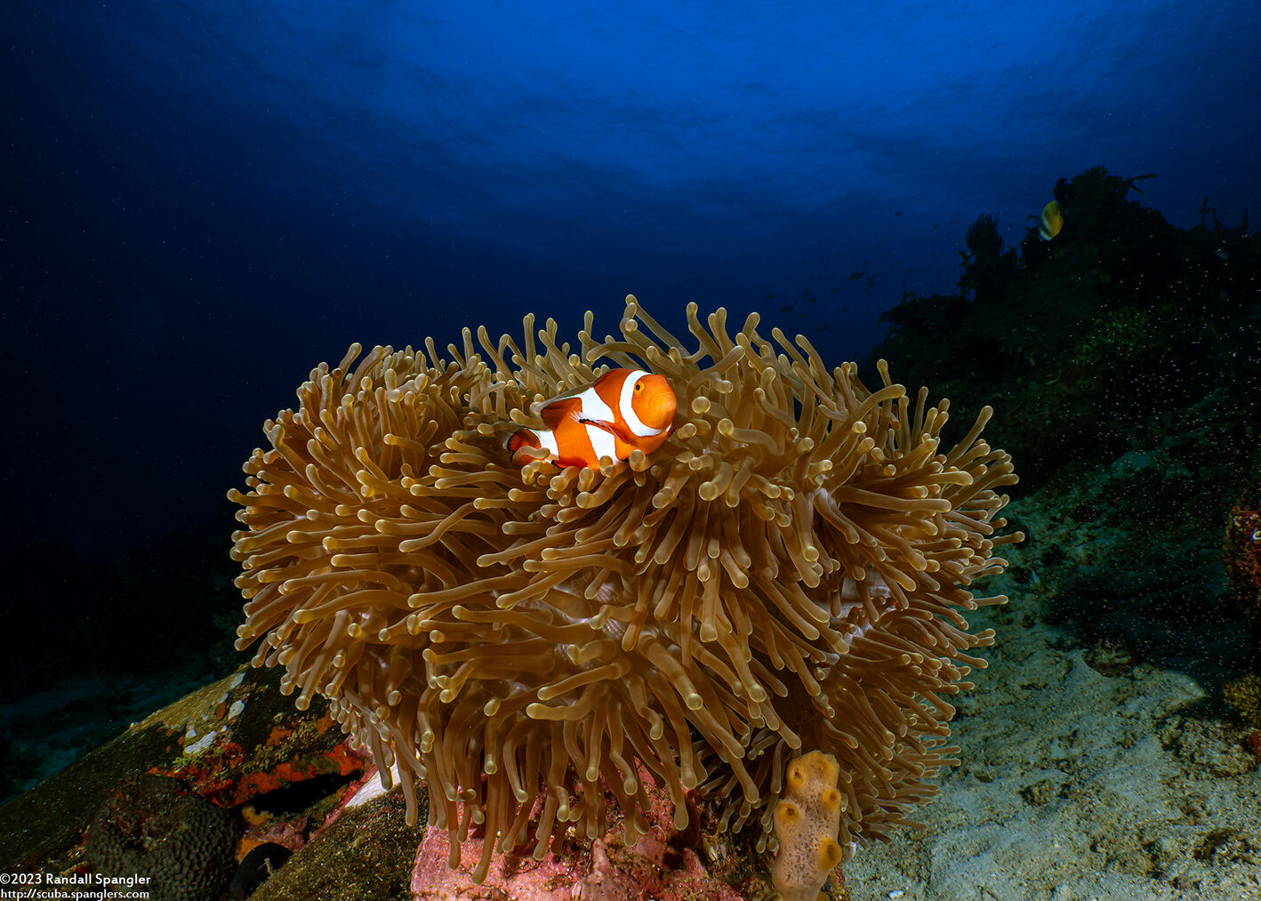 Amphiprion ocellaris (False Clown Anemonefish)