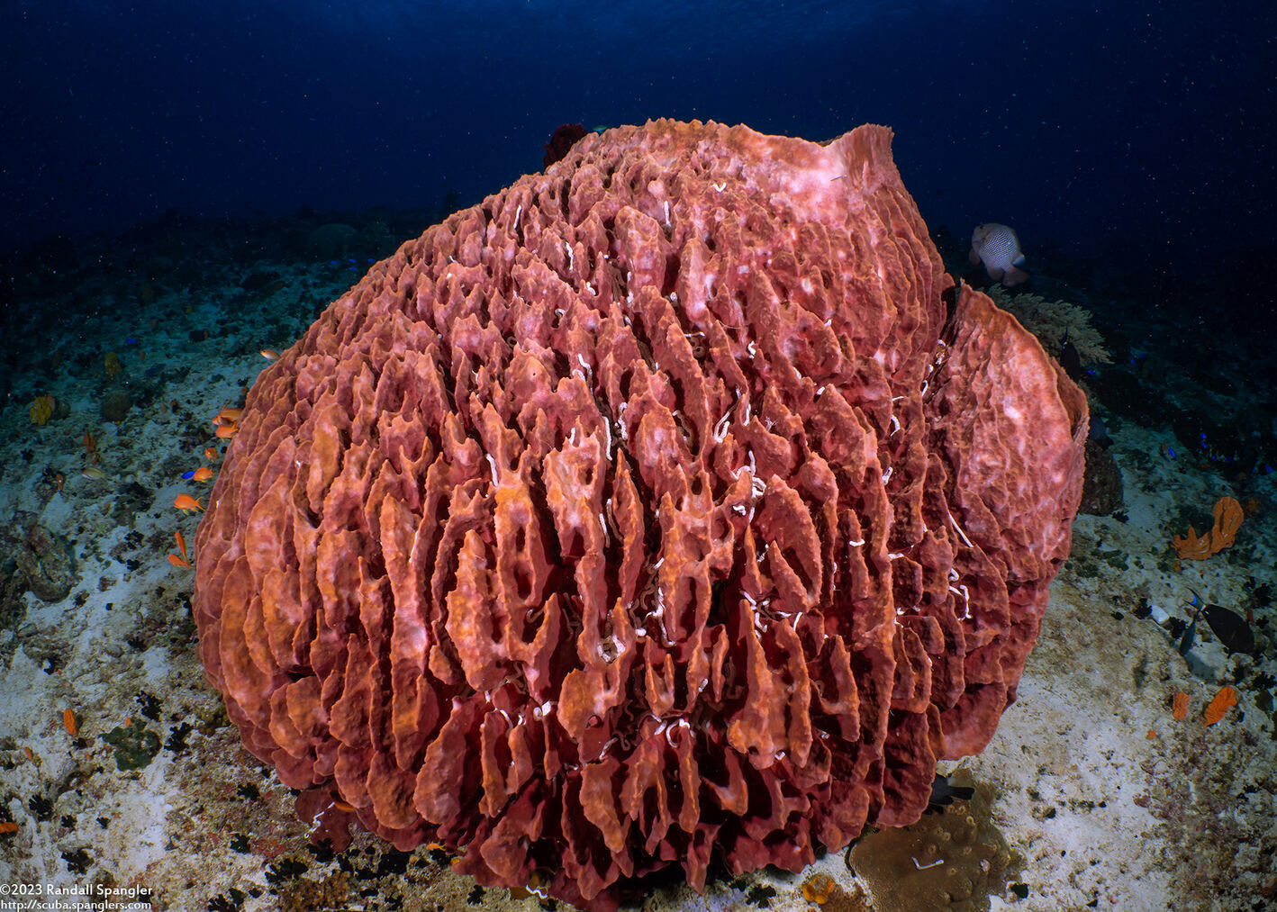 Xestospongia testudinaria (Barrel Sponge)