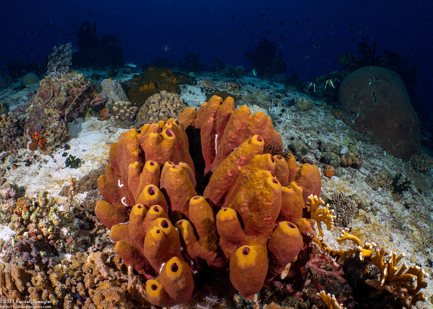 Theonella swinhoei (Brown Tube Sponge)