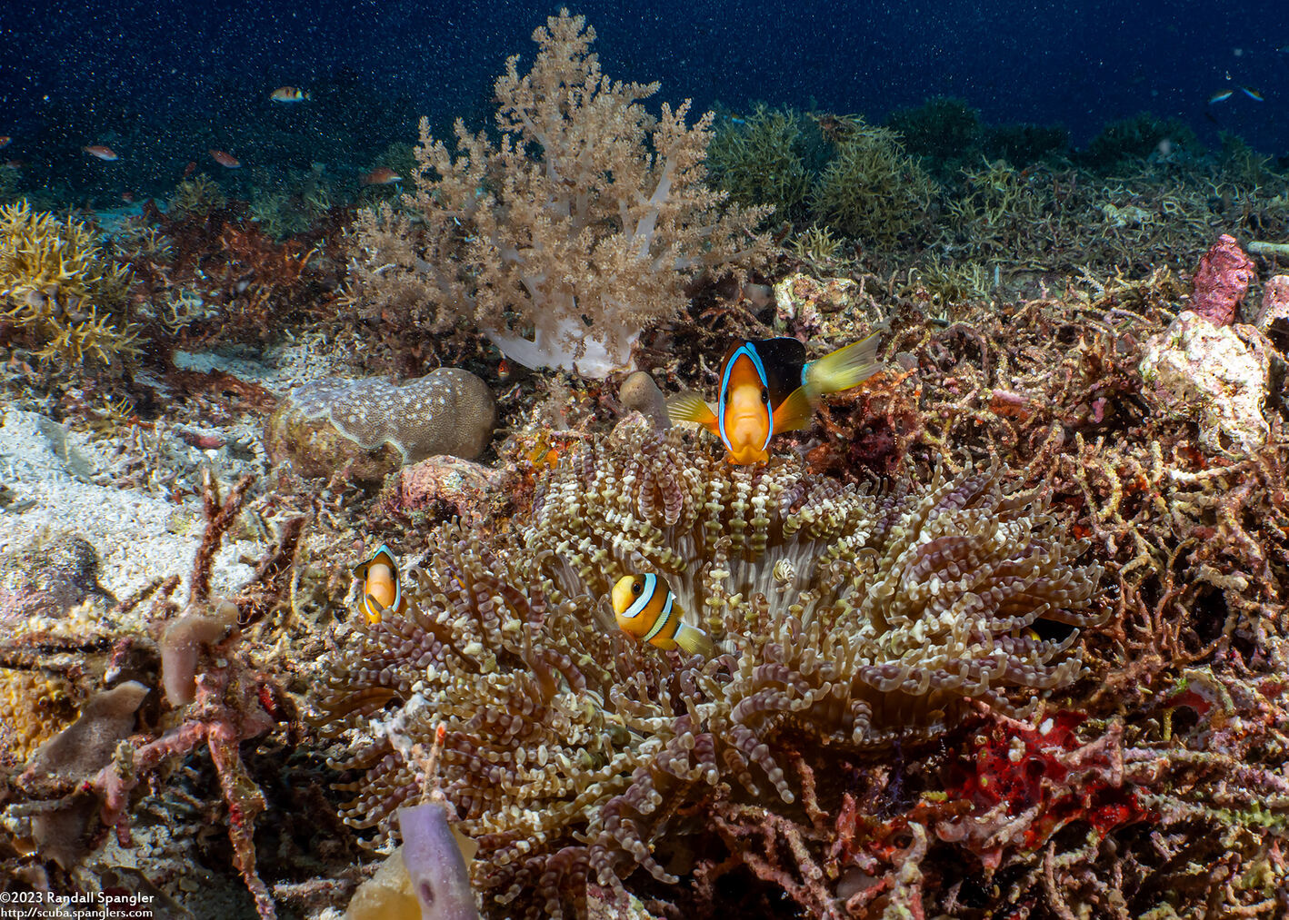 Amphiprion clarkii (Clark's Anemonefish)
