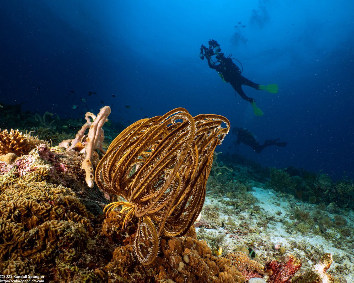 Anneissia bennetti (Bennett's Feather Star)