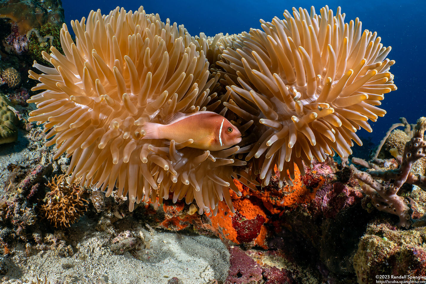 Amphiprion perideraion (Pink Anemonefish)