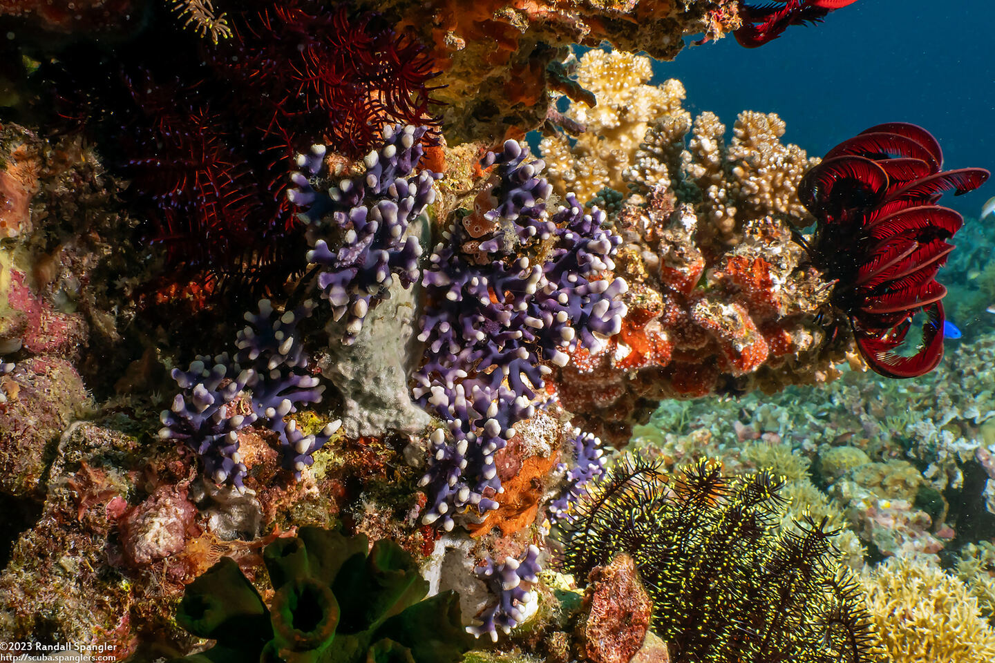 Distichopora irregularis (Distichopora Irregularis)