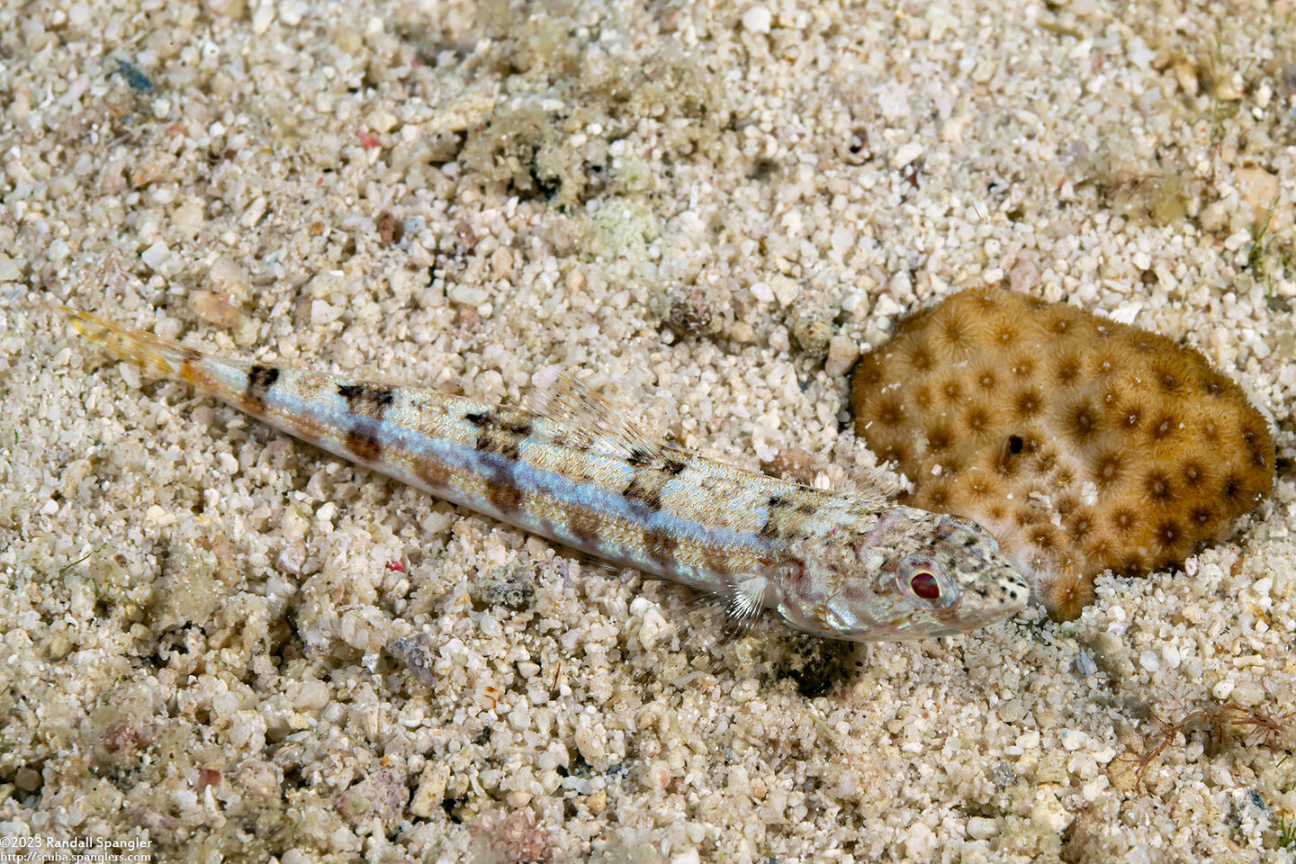 Synodus dermatogenys (Clearfin Lizardfish)