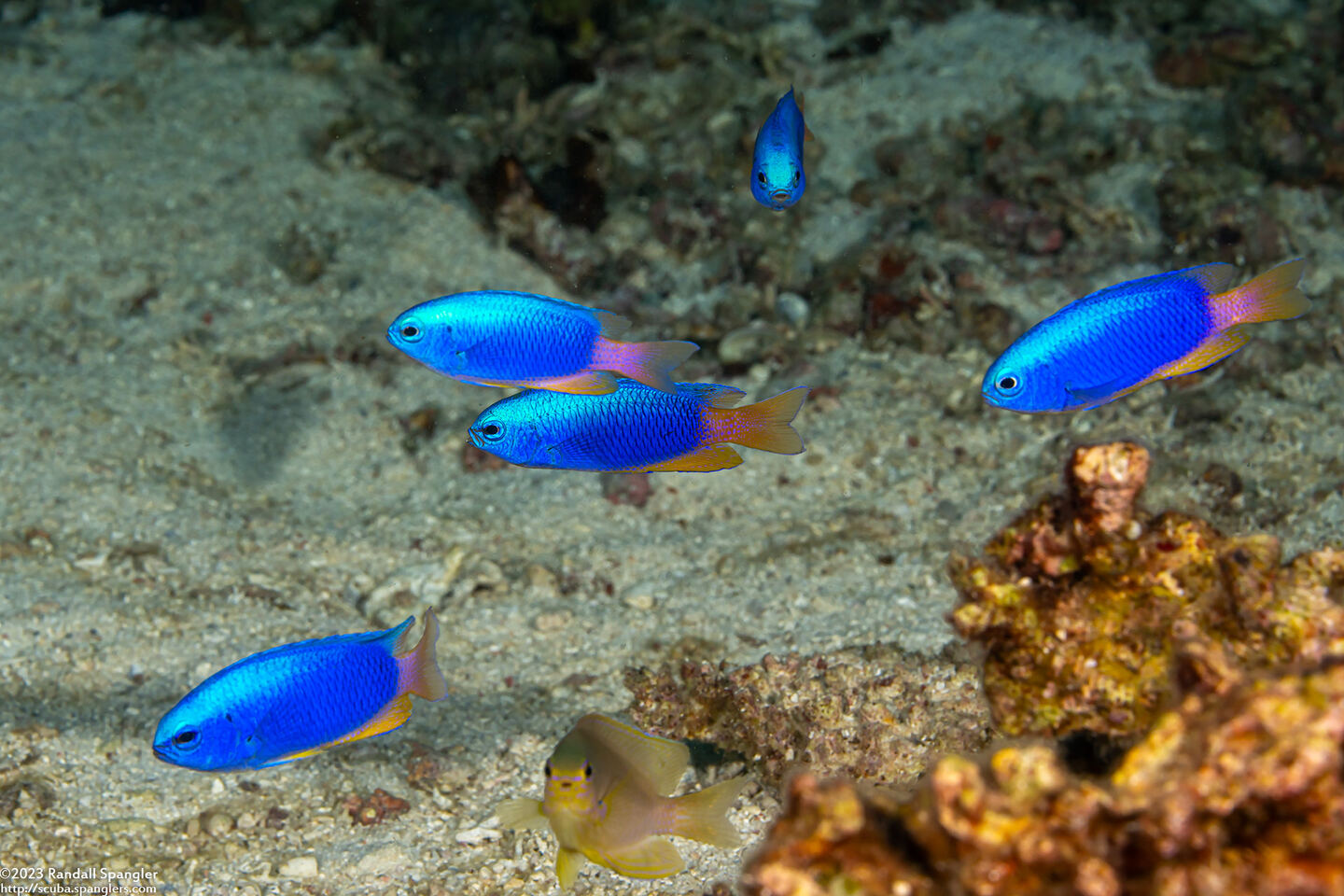Pomacentrus coelestis (Neon Damsel)