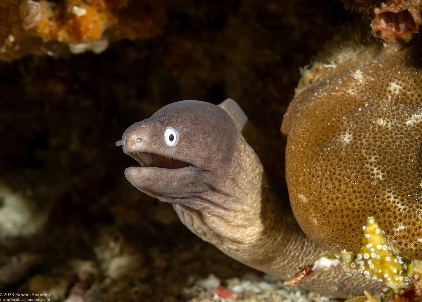 Gymnothorax thyrsoideus (White-Eyed Moray)