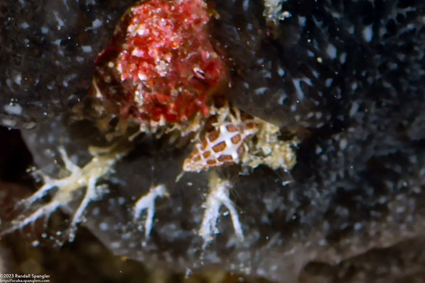 Engina spica (Spike Engina)