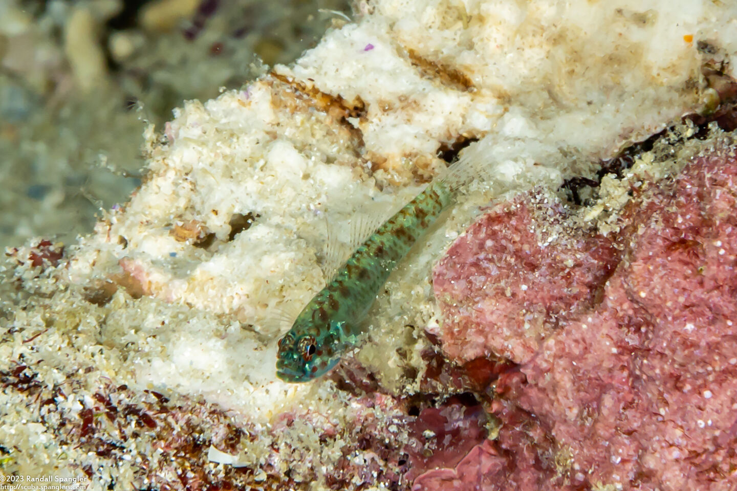 Eviota queenslandica (Queensland Dwarfgoby)