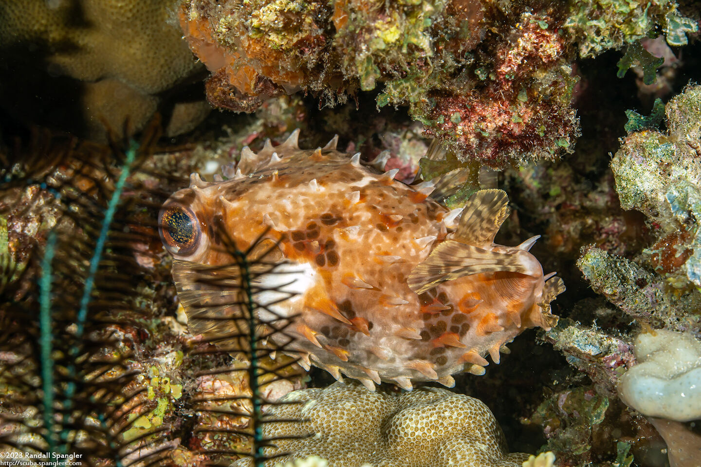 Cyclichthys orbicularis (Orbicular Burrfish)