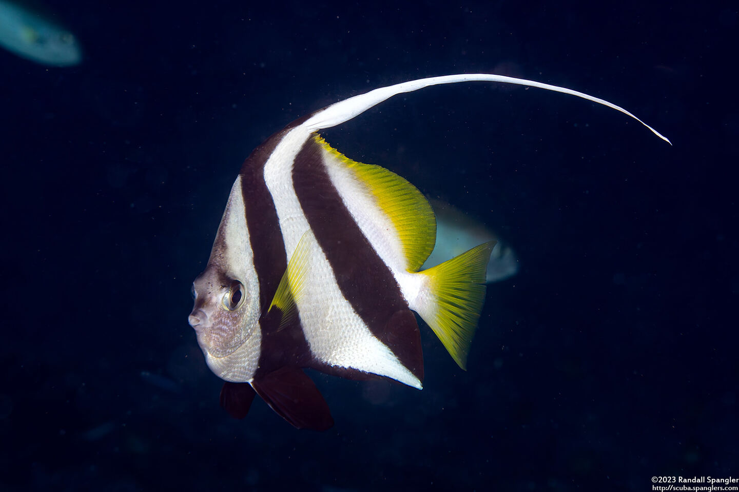 Heniochus diphreutes (Schooling Bannerfish)