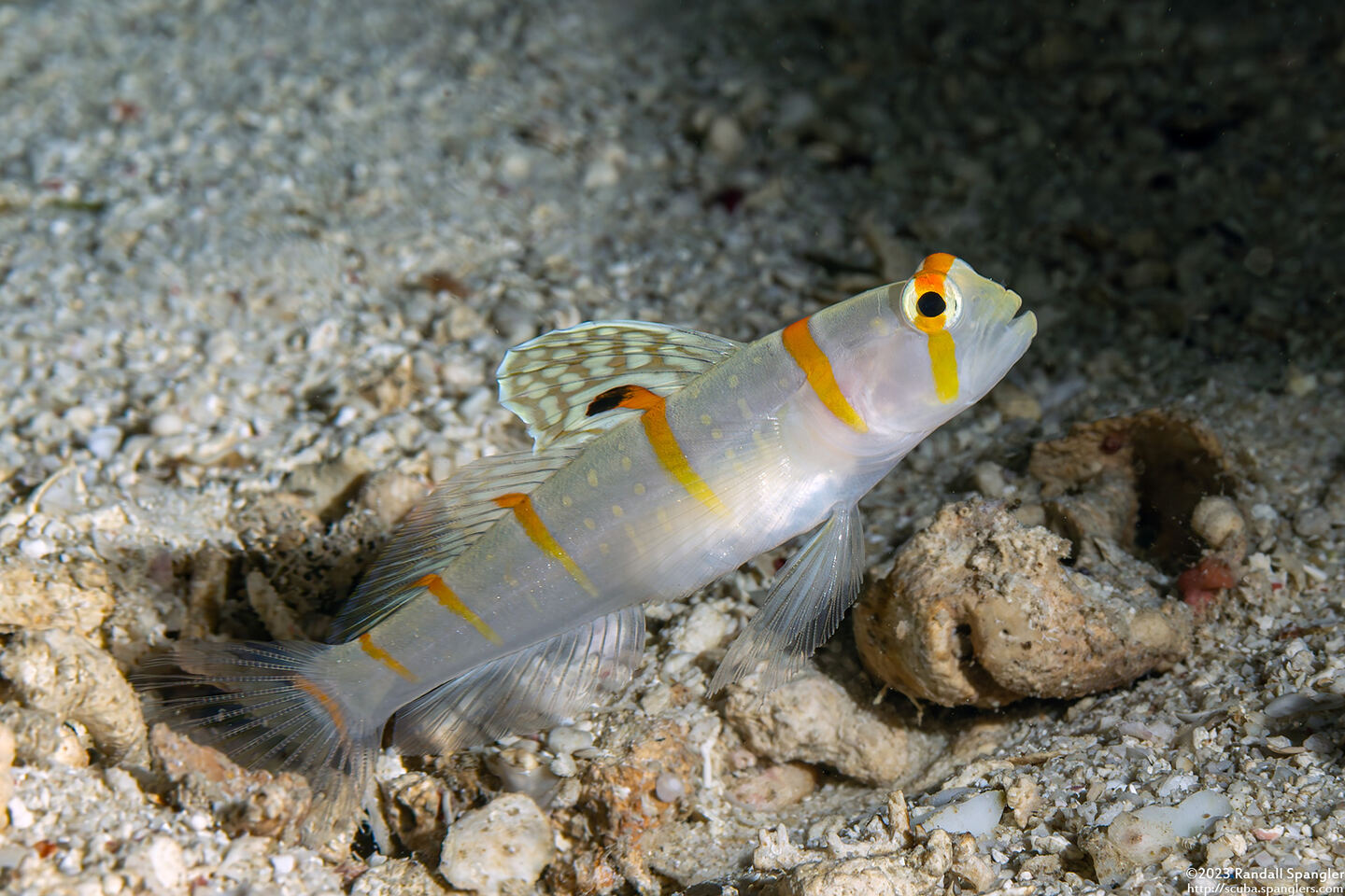 Amblyeleotris randalli (Randall's Shrimpgoby)