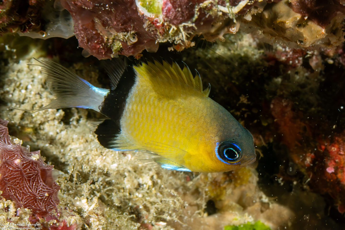 Chromis retrofasciata (Blackbar Chromis)