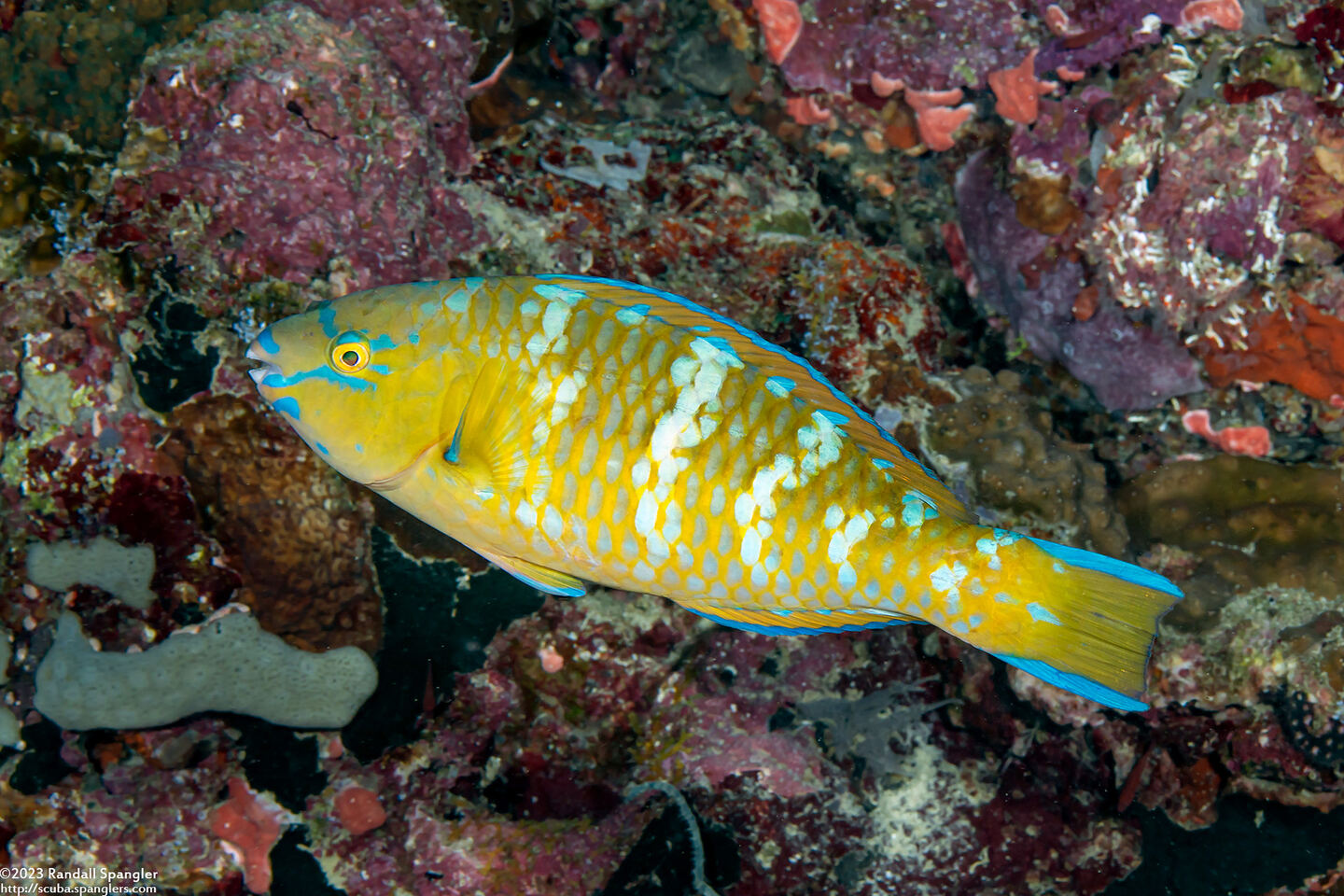 Scarus ghobban (Bluebarred Parrotfish)