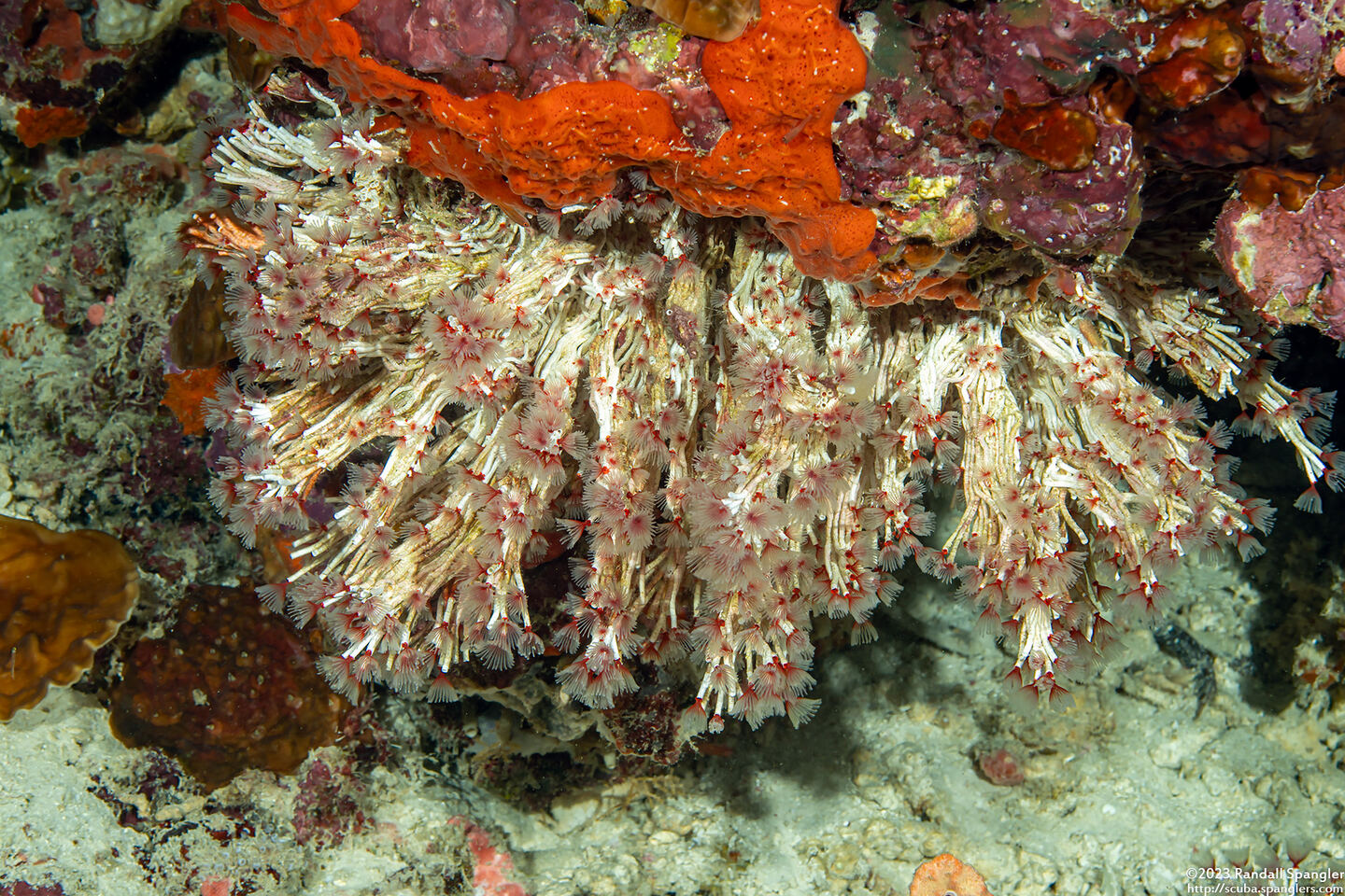Filogranella elatensis (Delicate Tube Worm)
